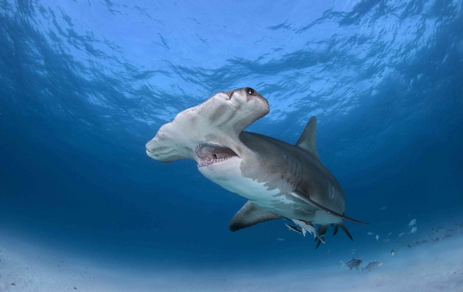 Un tiburón martillo nadando cerca de la superficie del océano con la boca abierta