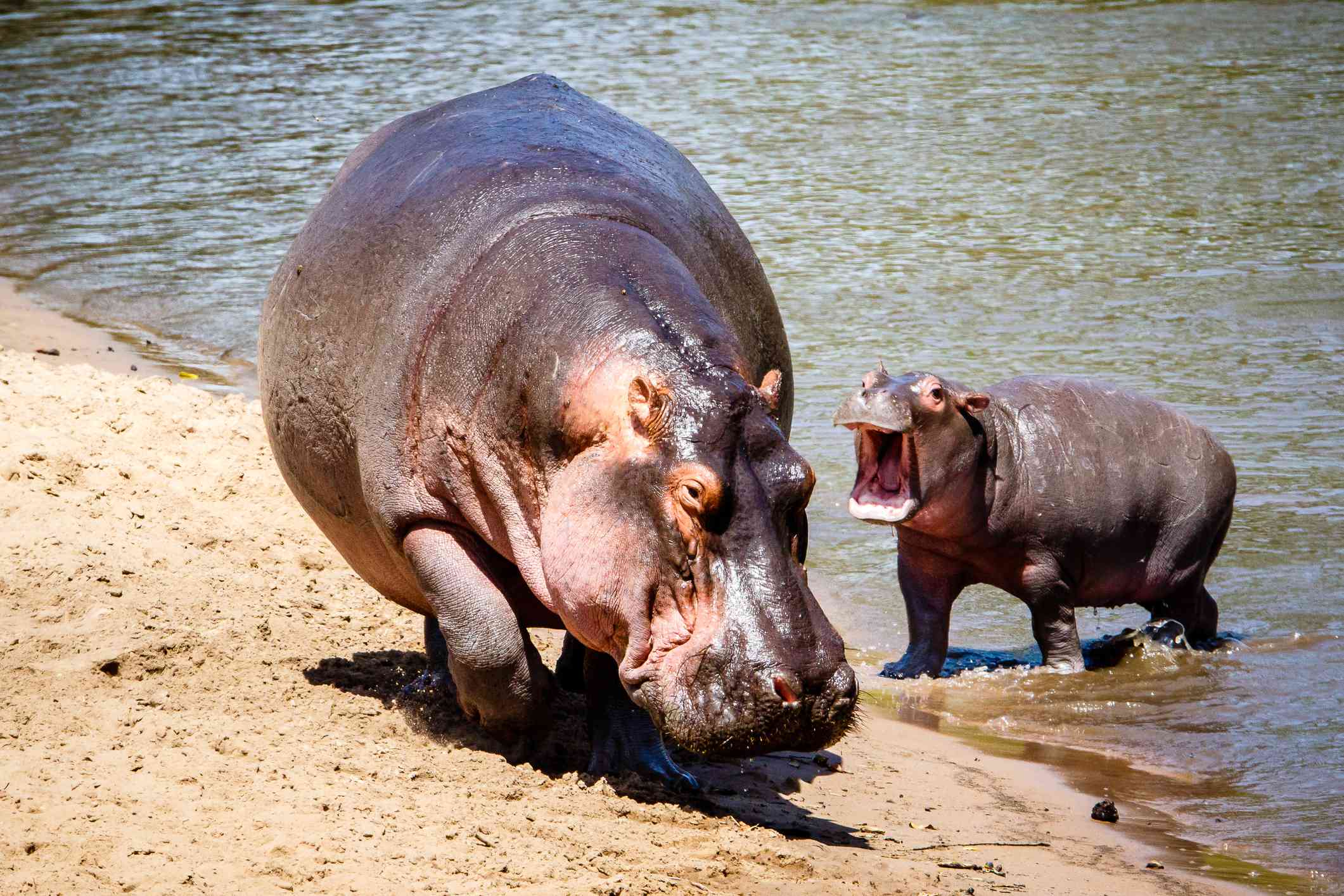 Una madre hipopótamo y su cría al borde del agua