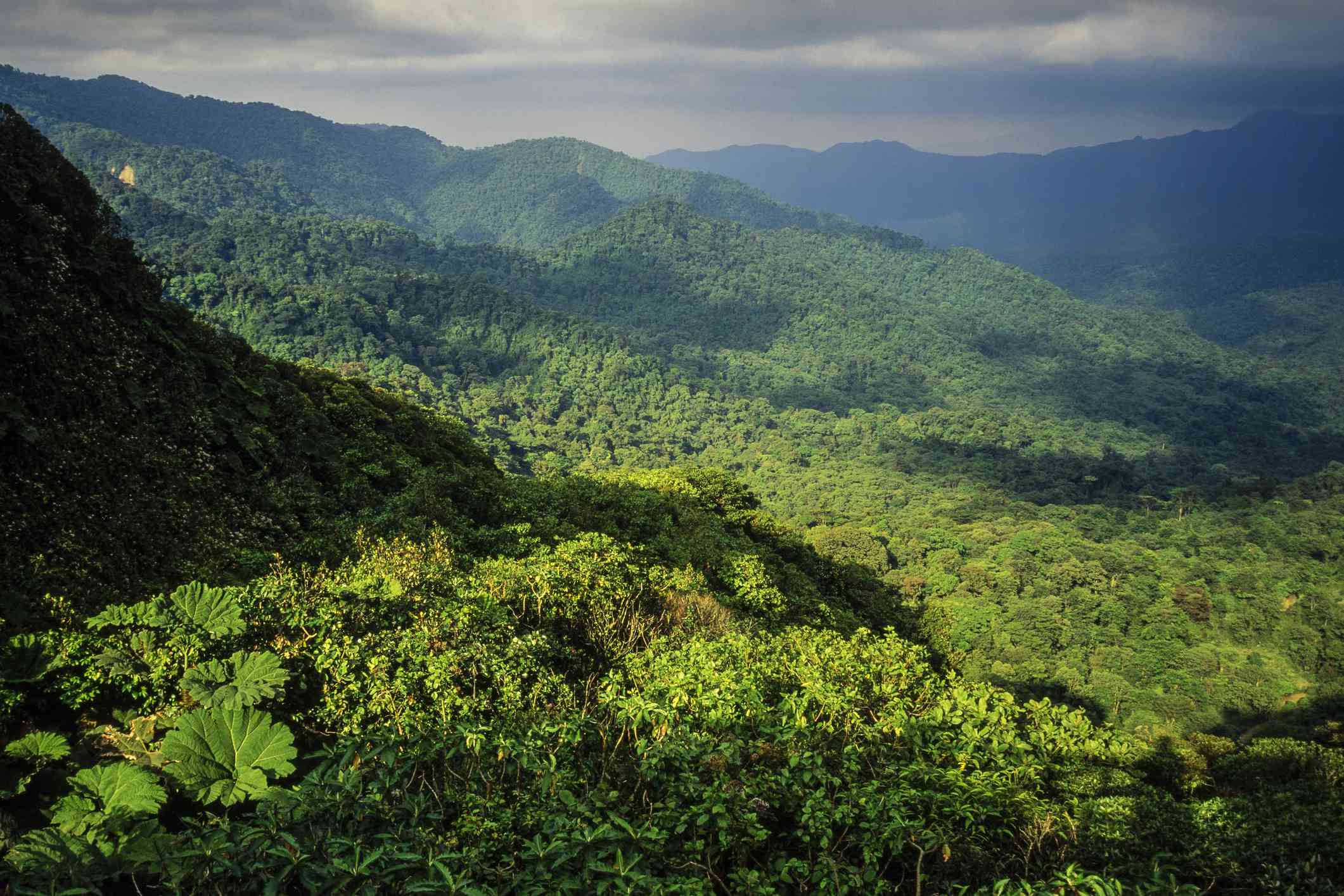 Reserva del Bosque Nuboso de Monteverde