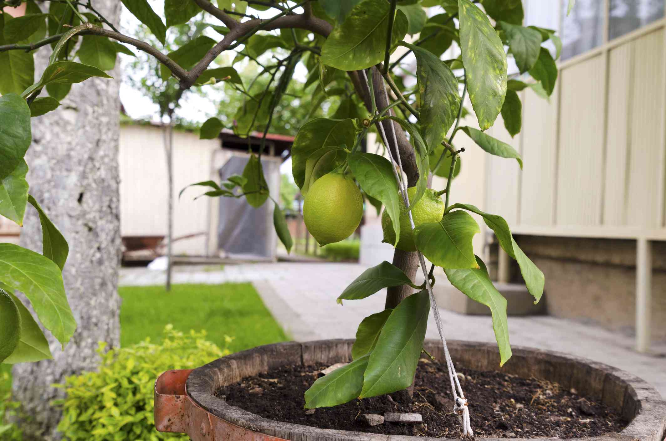 Primer plano de un limonero en una maceta en un jardín exterior