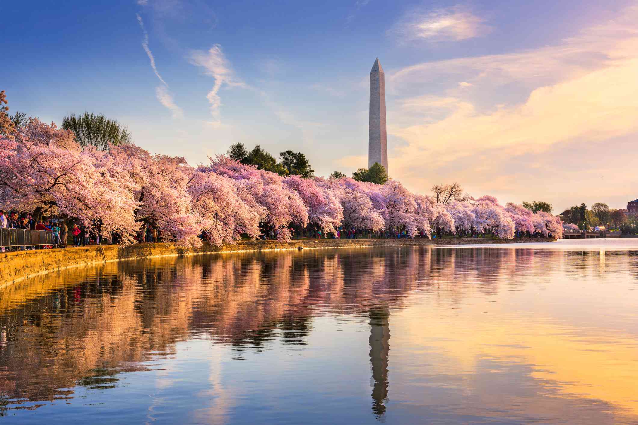 Cerezos en flor a lo largo del agua con el Monumento a Washington en la distancia bajo un cielo azul