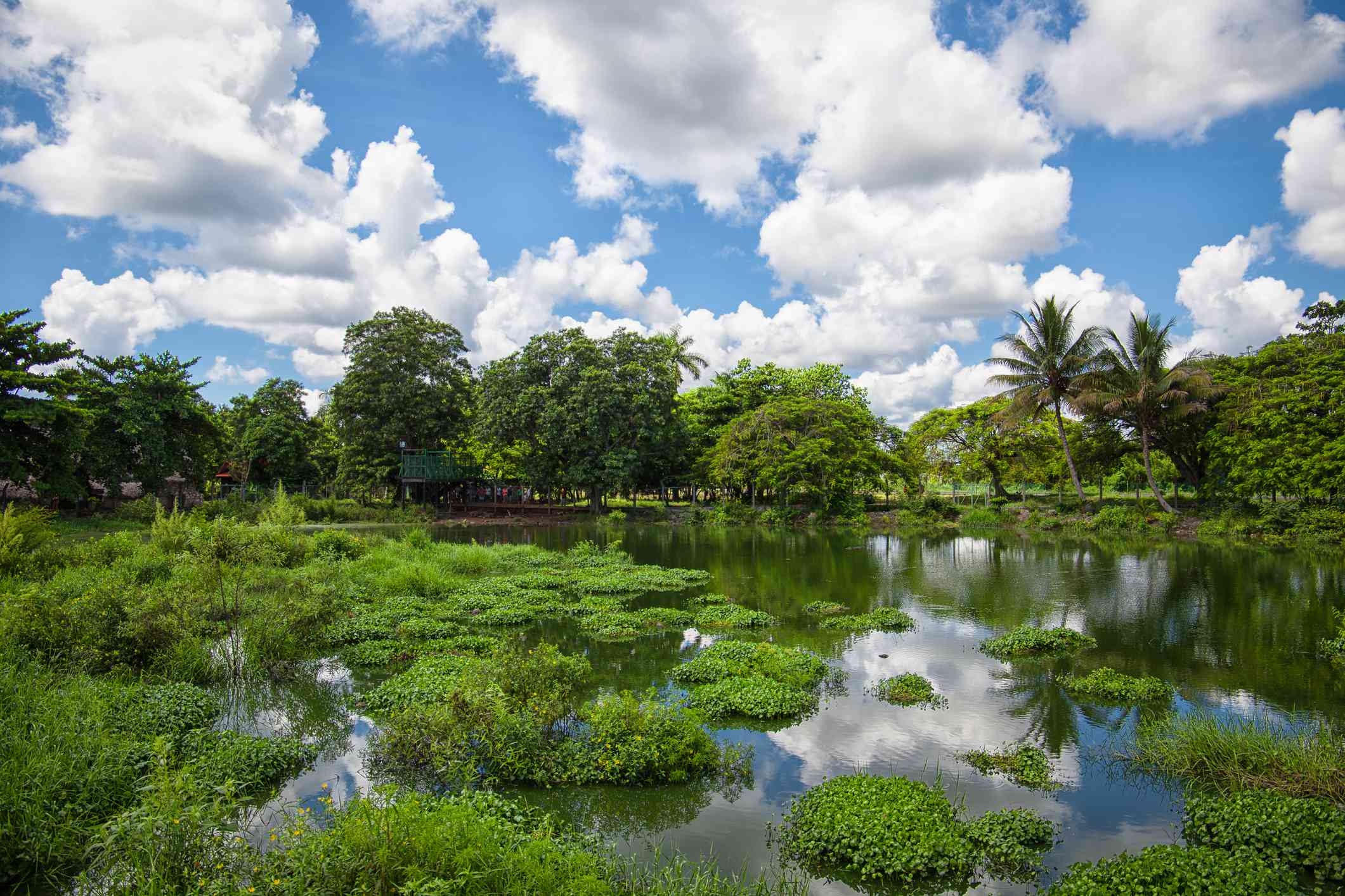 Ciénaga de Zapata, Cuba, con aguas poco profundas y vegetación verde