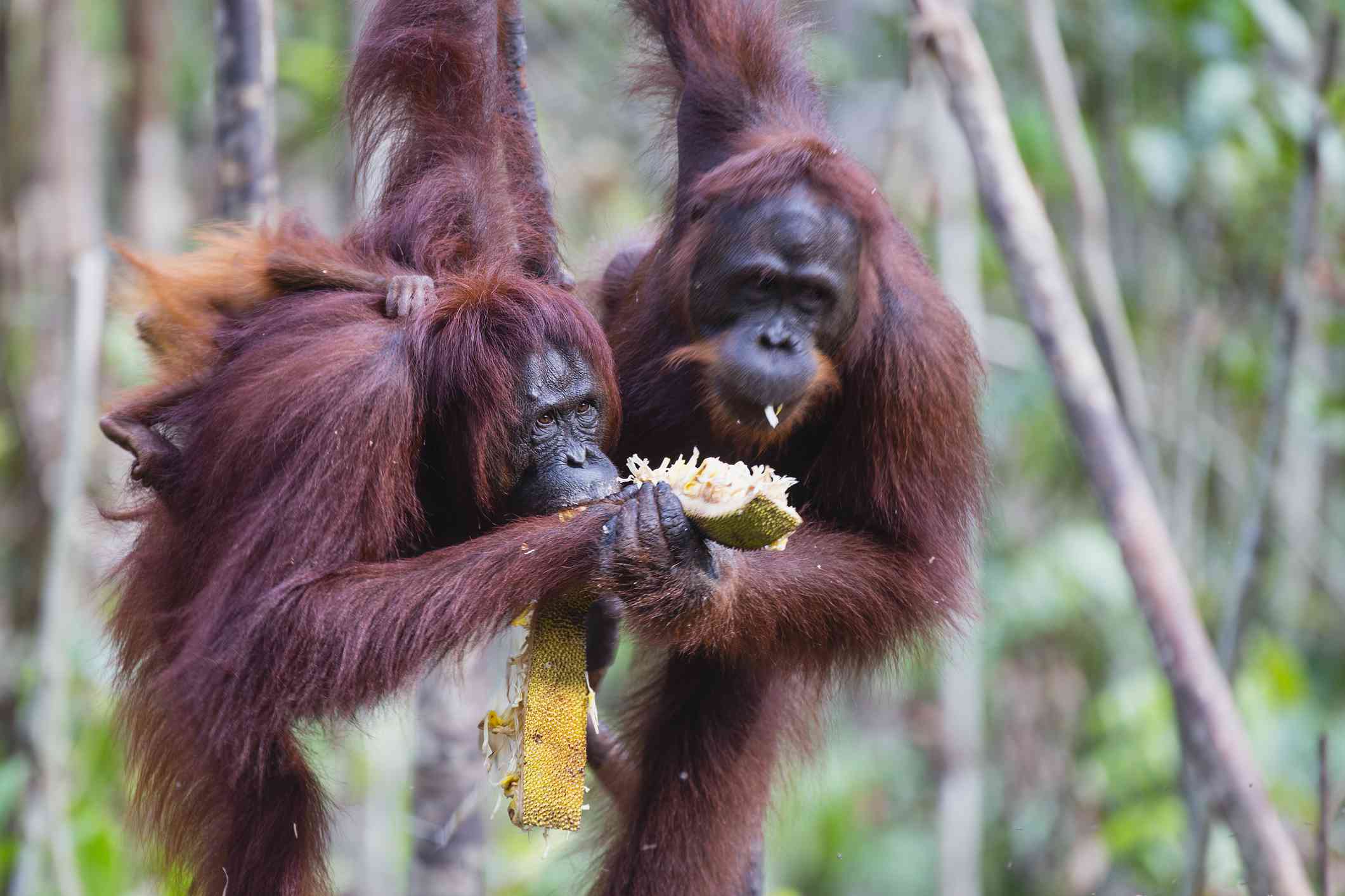 Pareja de orangutanes compartiendo comida