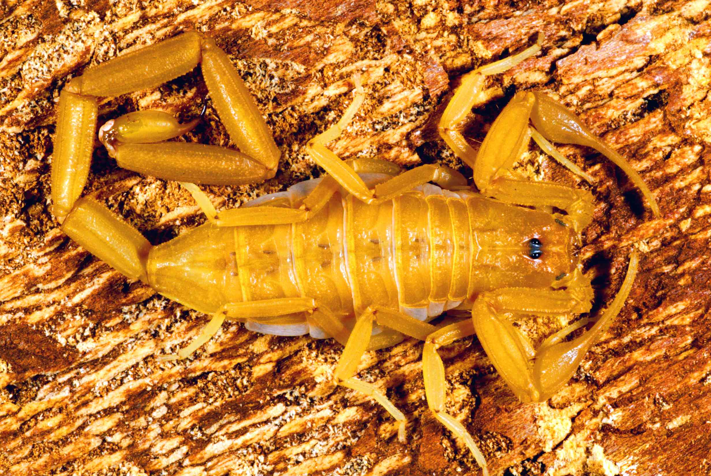 Un escorpión de corteza de Arizona dorado en el lateral de un árbol