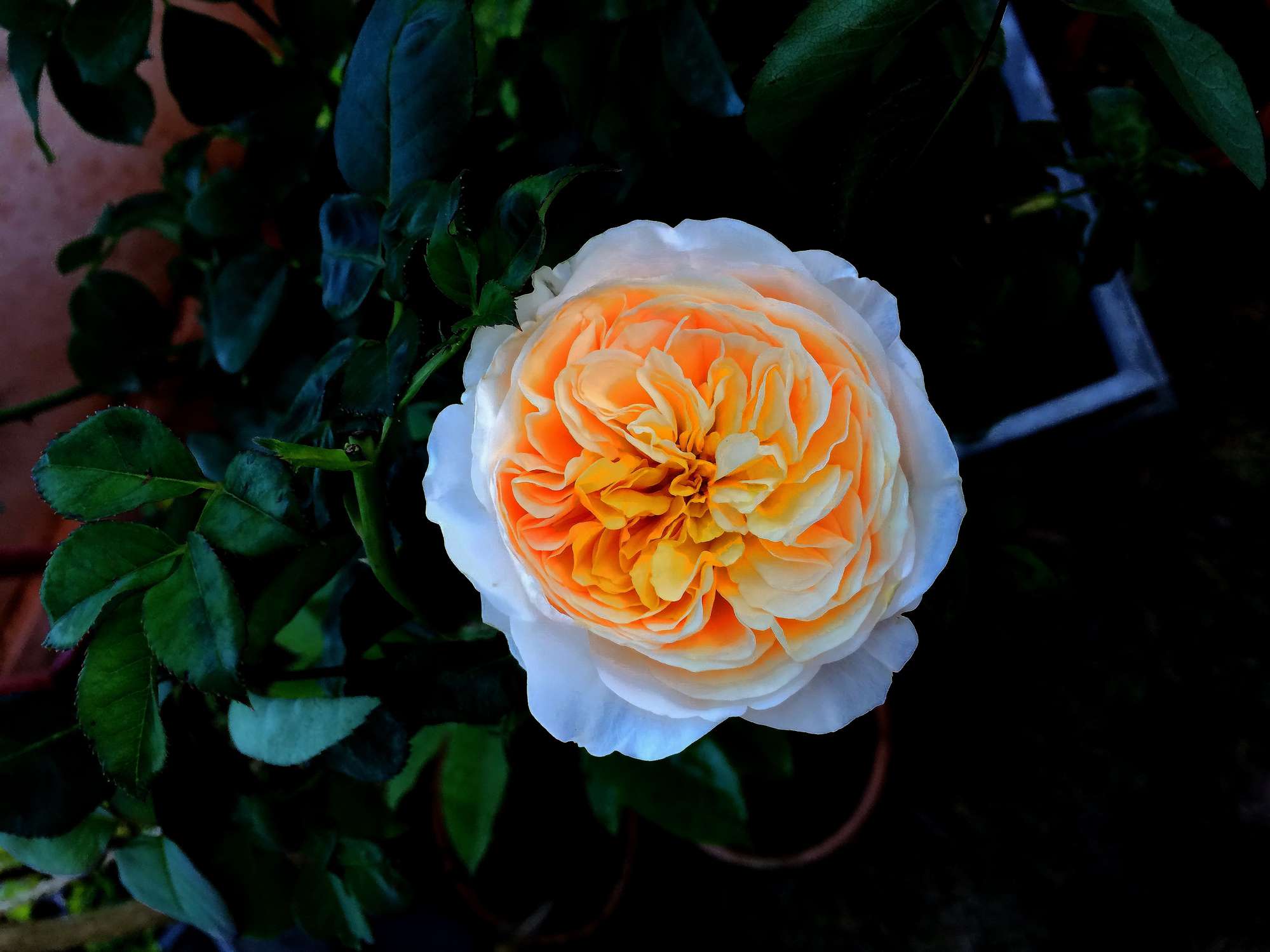 Una sola rosa Julieta en flor