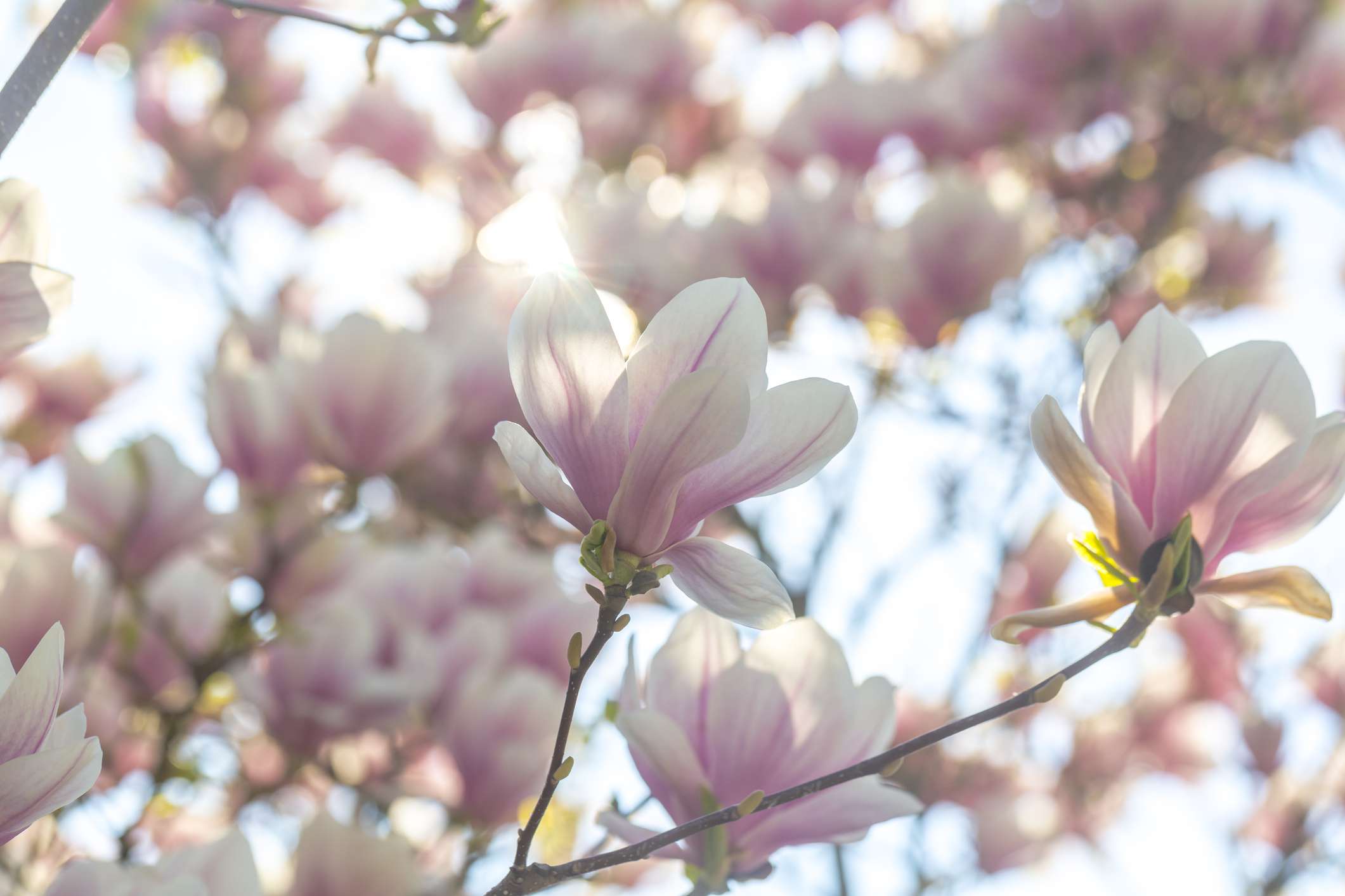 La Magnolia de Platillo Rosa florece en un árbol