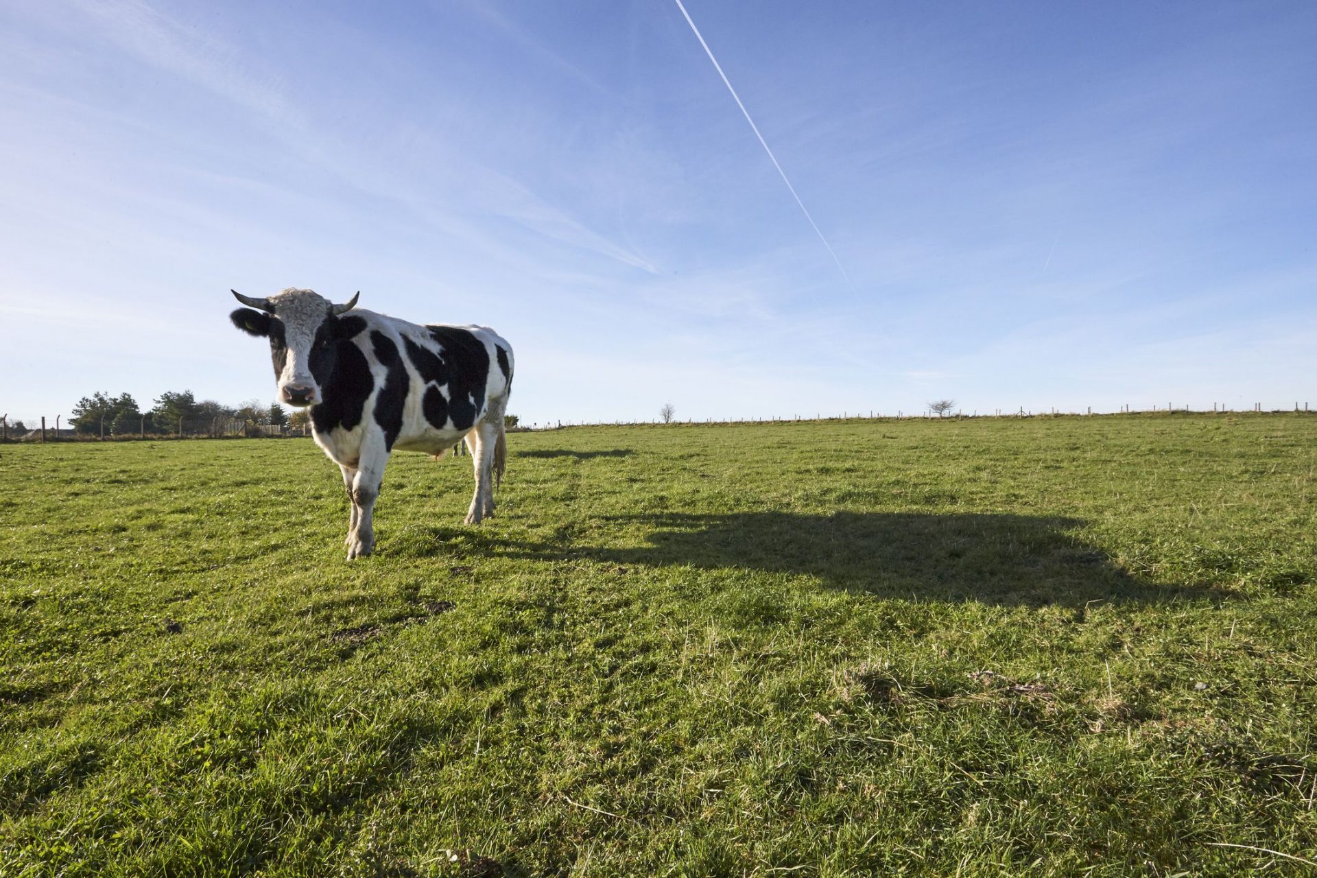 Silueta de vaca lechera en un campo verde del norte de Wiltshire