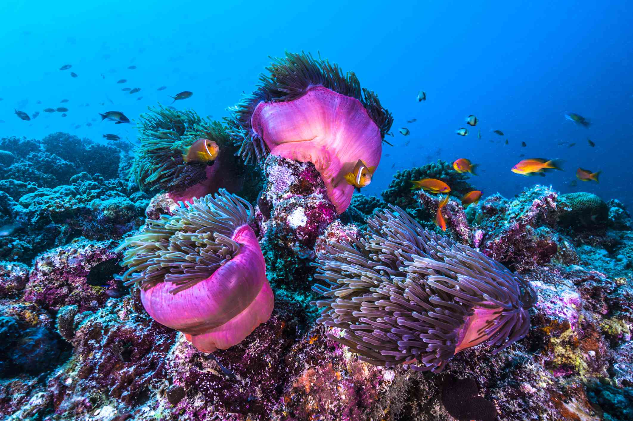 pez anémona payaso naranja y negro en agua azul brillante nadando a lo largo de la anémona rosa vibrante y el colorido arrecife de coral