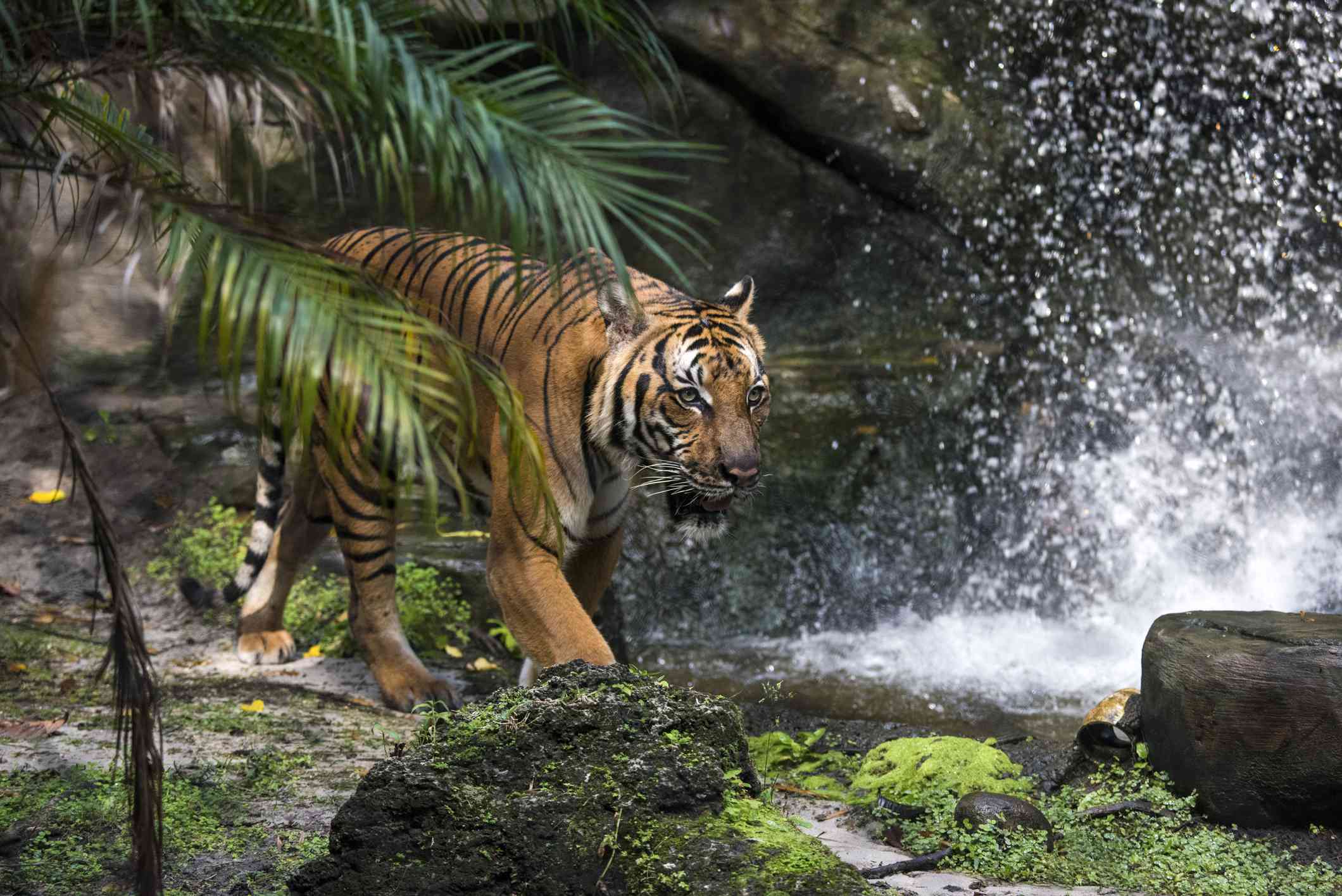 Un tigre malayo cerca de una cascada