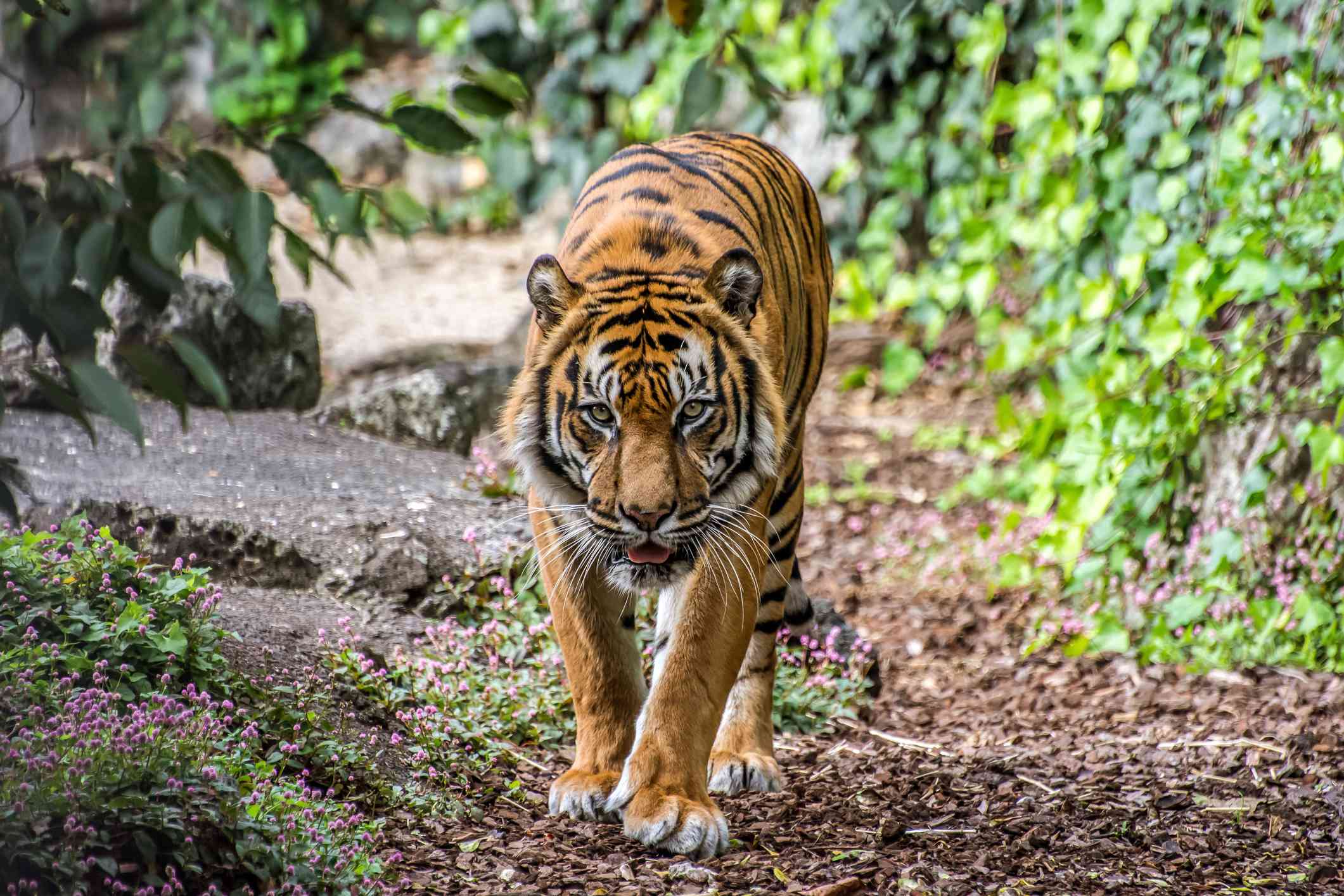 Un pequeño tigre de Sumatra