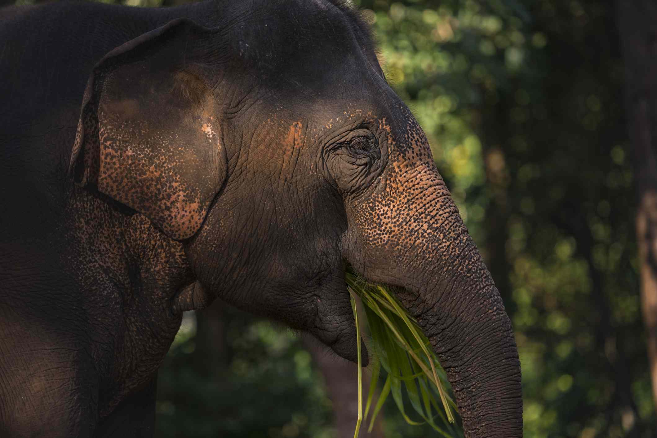 Un elefante asiático en Chaing Man,Tailandia