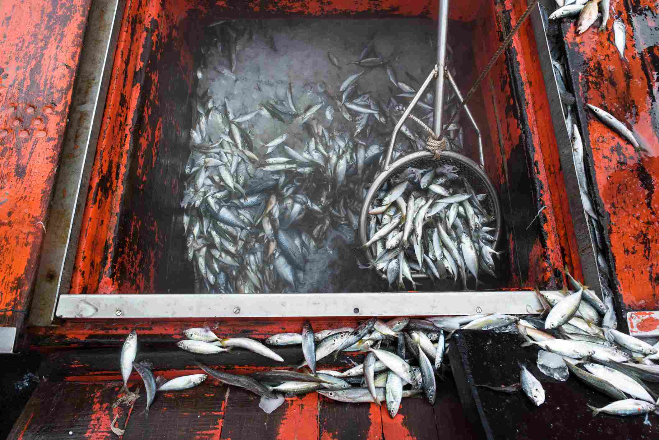 Pila de peces en un barco de pesca