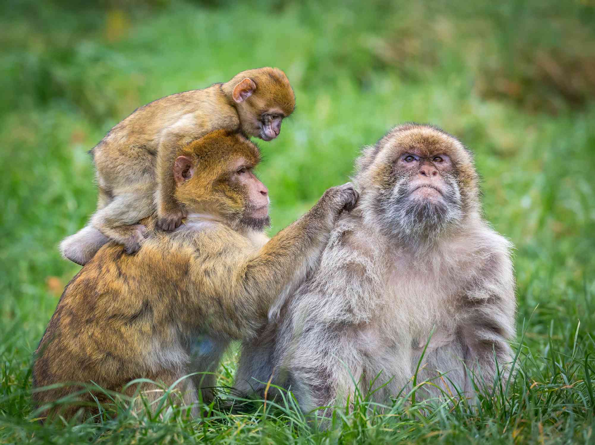 Familia de tres macacos de Berbería sentados en la hierba