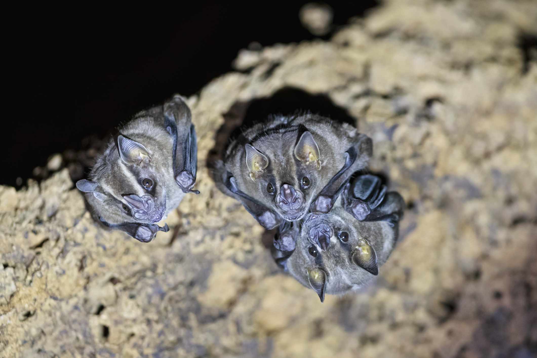 Murciélagos vampiros en el Parque Nacional del Manu, Perú