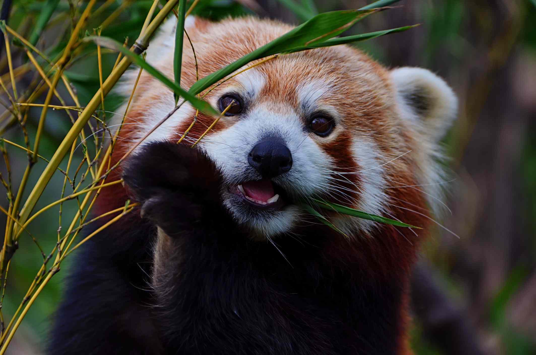 Un panda rojo comiendo hojas de bambú