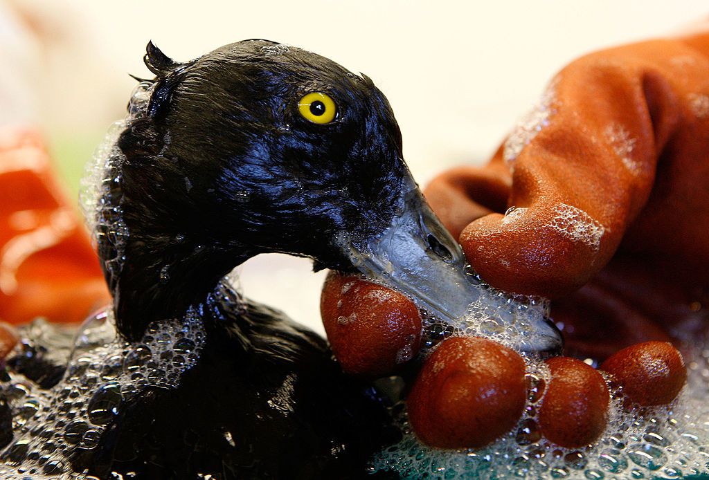 Una mano enguantada de color naranja sostiene el pico enjabonado de un ave marina empapada de petróleo que se está lavando en el Centro de Cuidado de la Fauna Silvestre de la Bahía de San Francisco