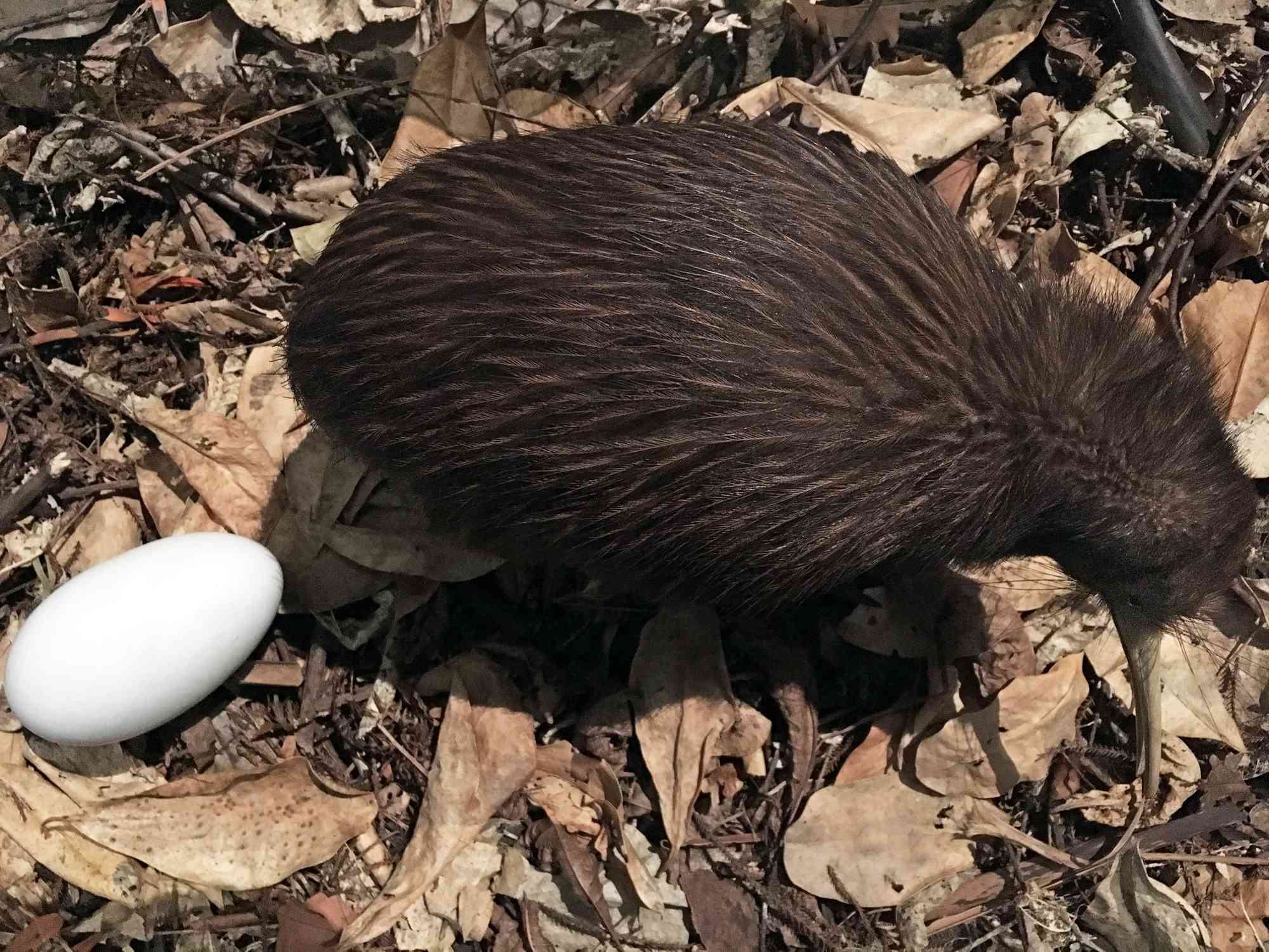 Un kiwi marrón de la isla norte junto a su huevo en un lecho de hojas