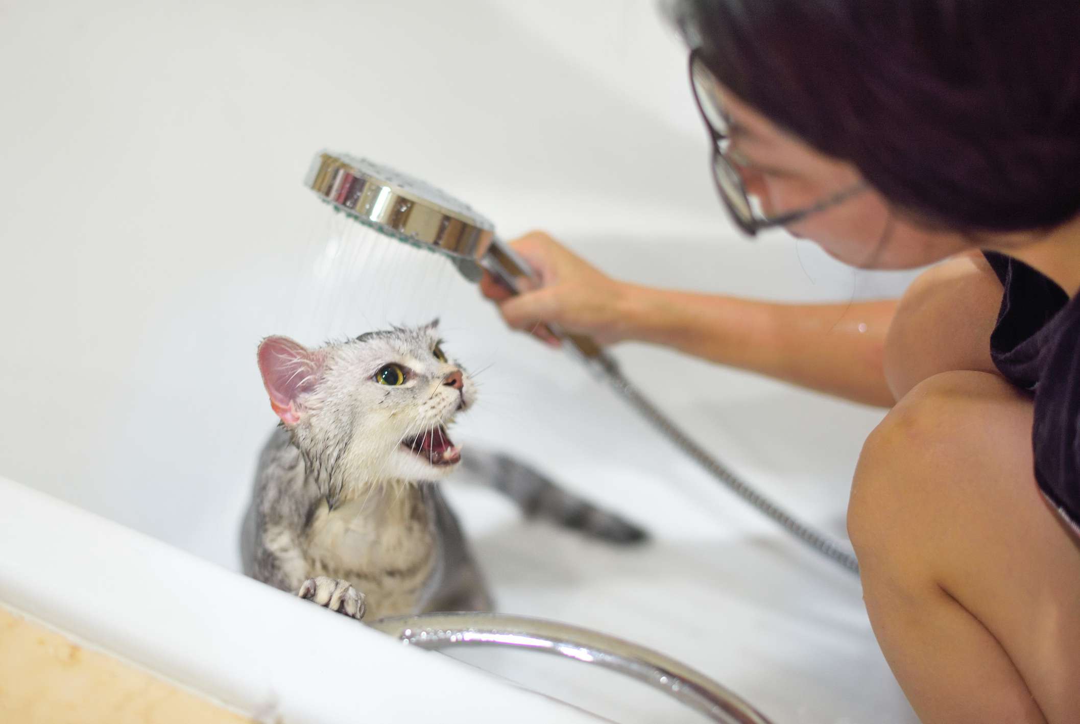 Mujer bañando a su gato con una regadera