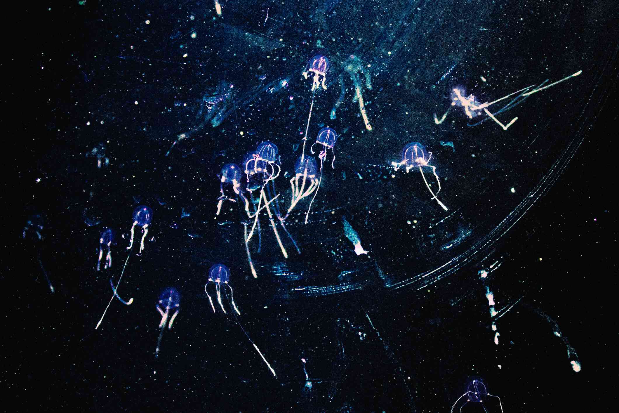 Varias medusas caja con sus cuerpos azules y tentáculos blancos cerca de la superficie del océano