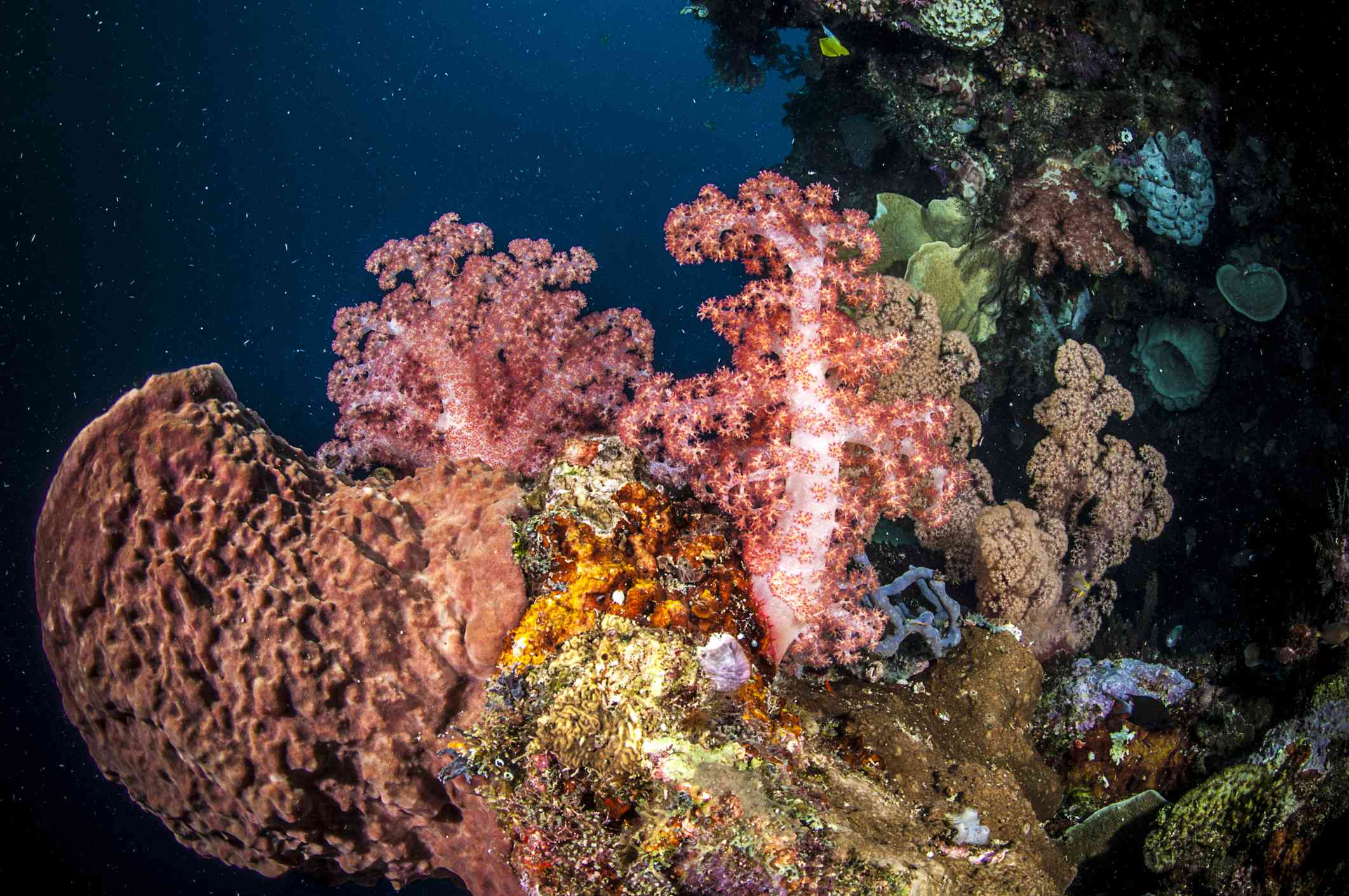 Coral blando en tonos rosas, verdes, azules y naranjas en la isla de Ganga, Sulawesi del Norte, Indonesia