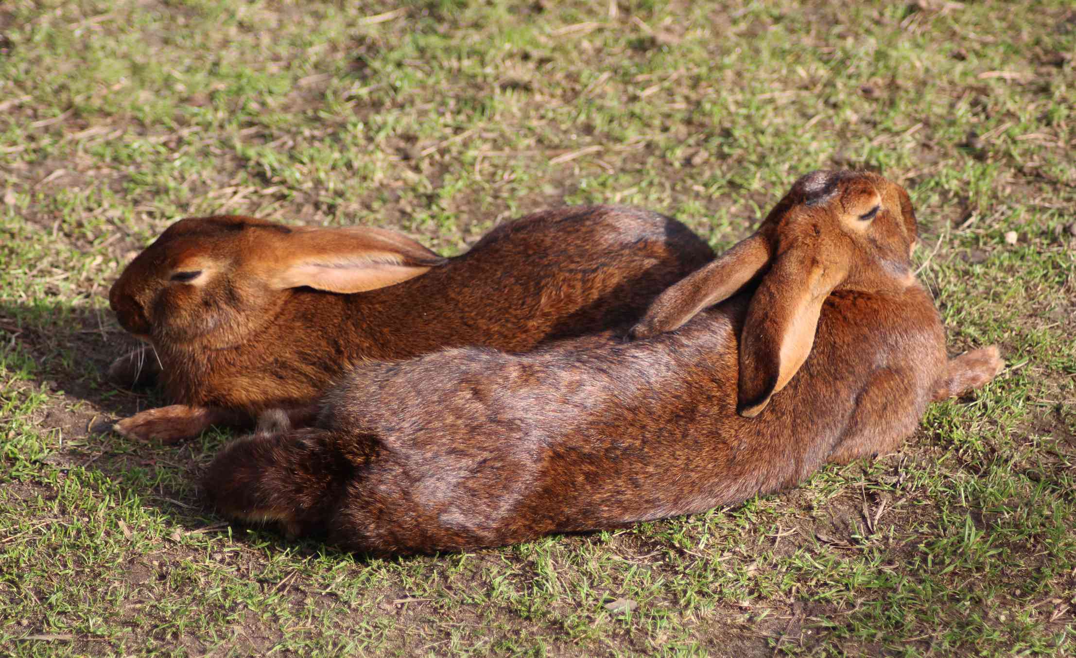 Dos liebres belgas tumbadas sobre la hierba