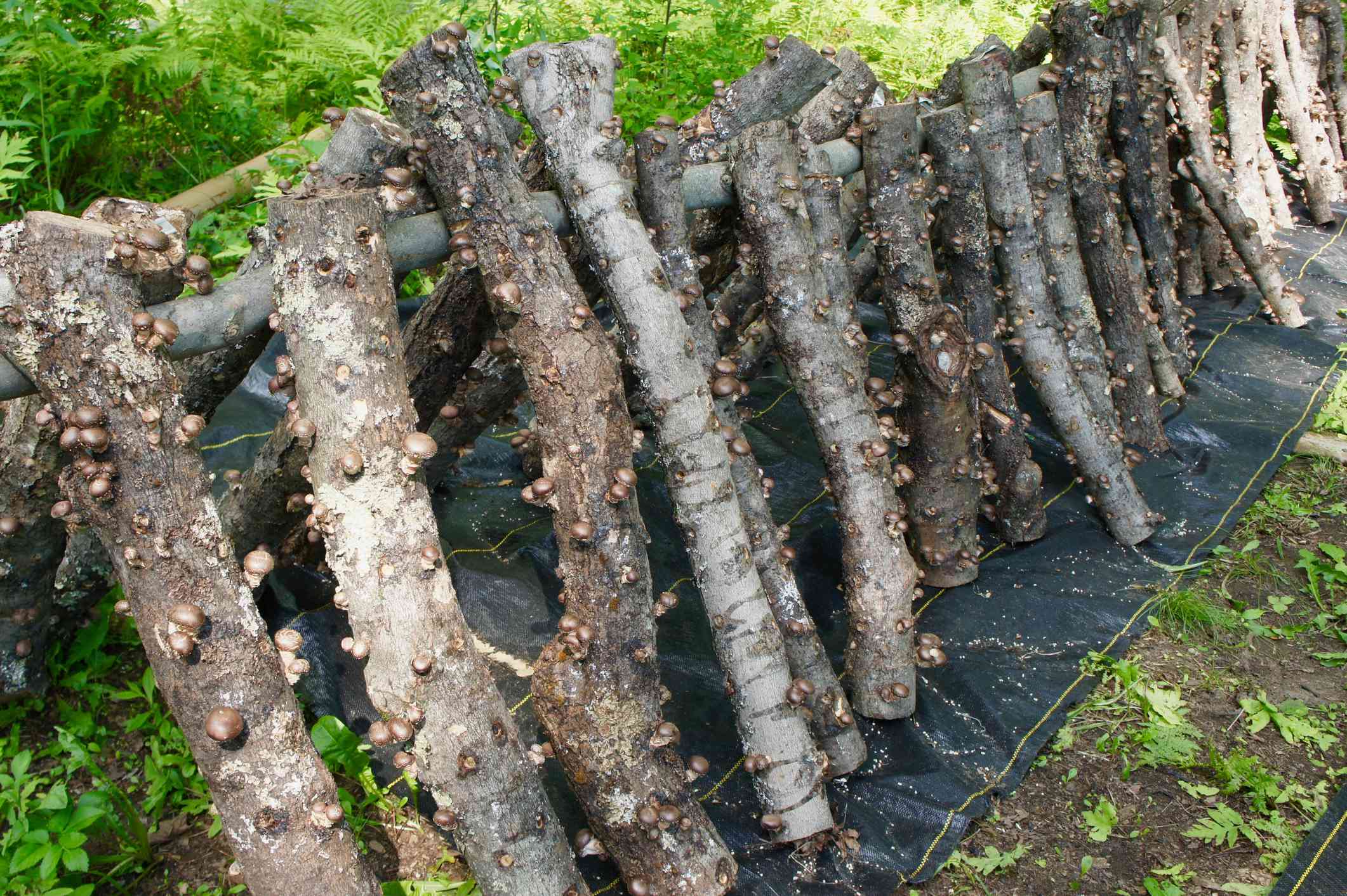 Cultivar setas shitake en troncos