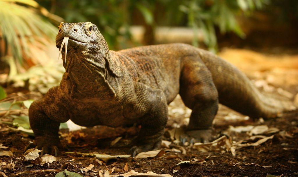 Un dragón de Komodo saca la lengua sobre un lecho de hojas caídas