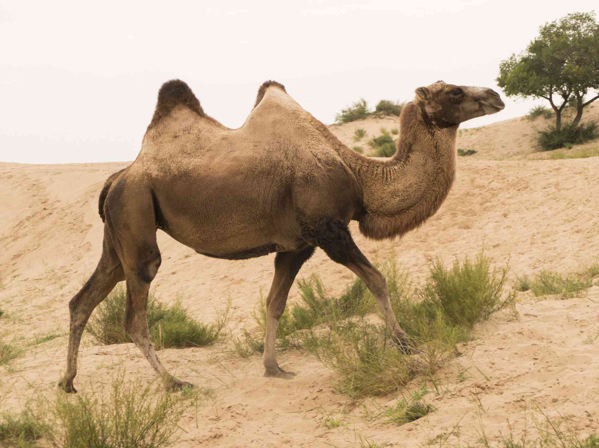 Camello bactriano salvaje caminando por el desierto