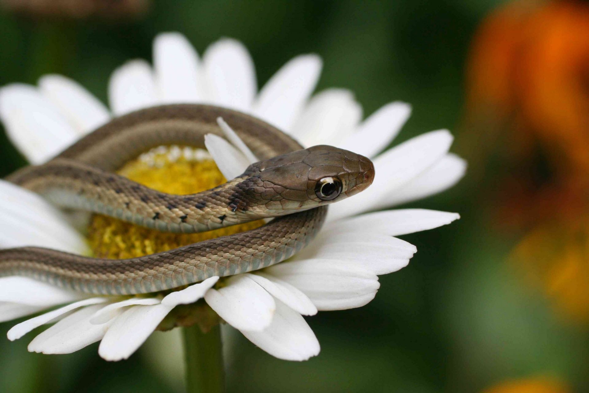 Cría de serpiente de liga en una flor de margarita