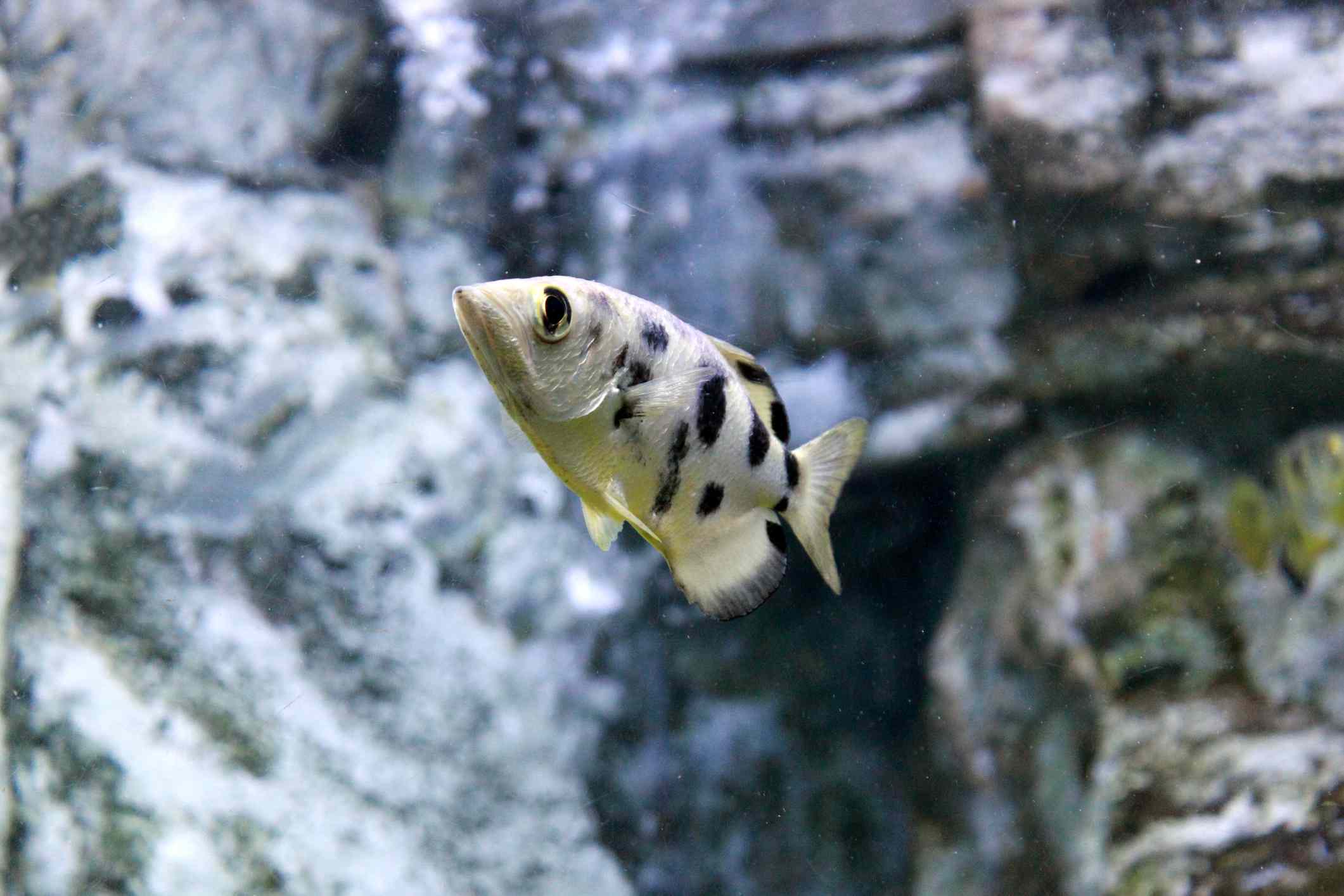 Un pez arquero de manchas negras nadando cerca de rocas grises bajo el agua