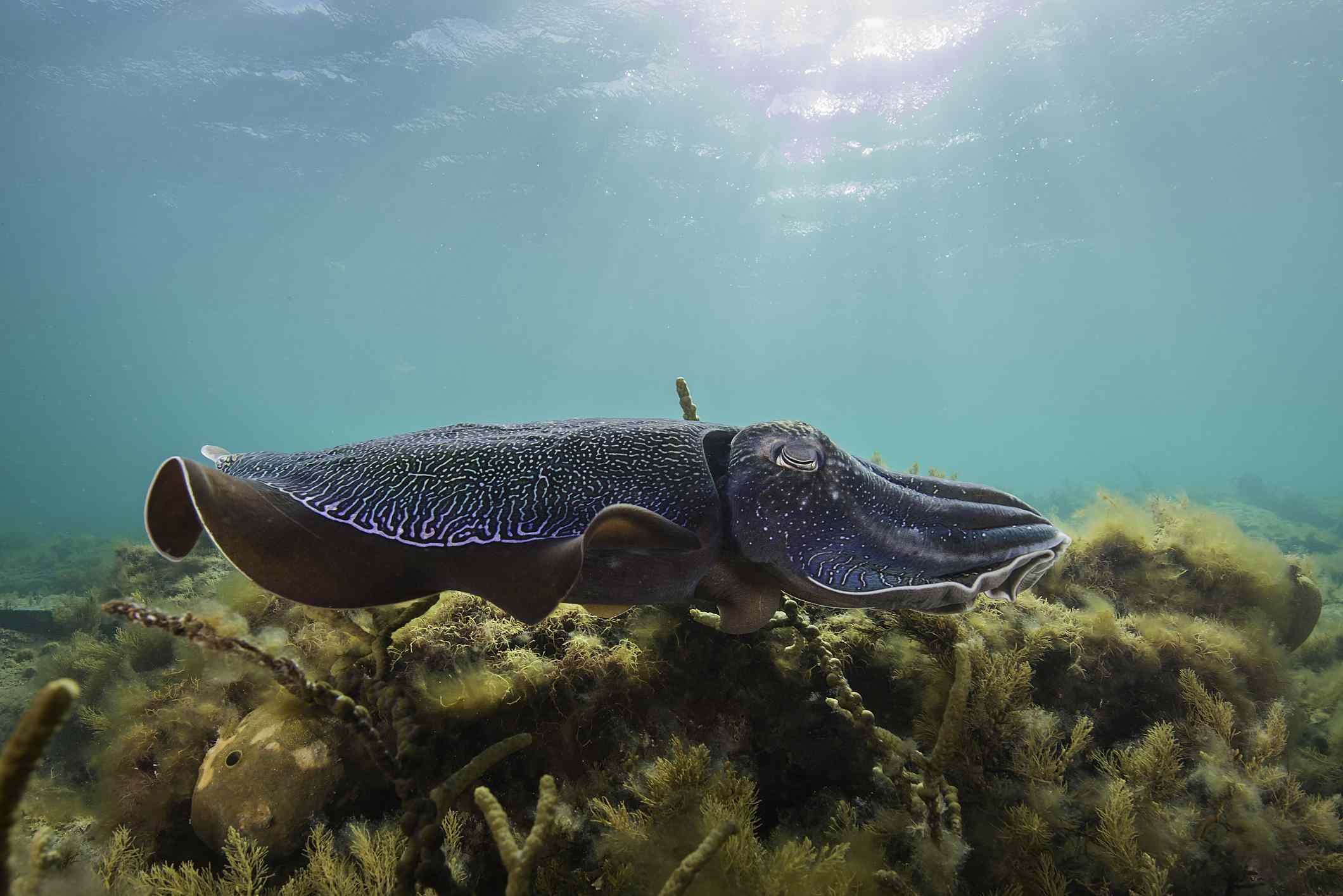 Sepia gigante australiana nadando sobre un lecho de algas