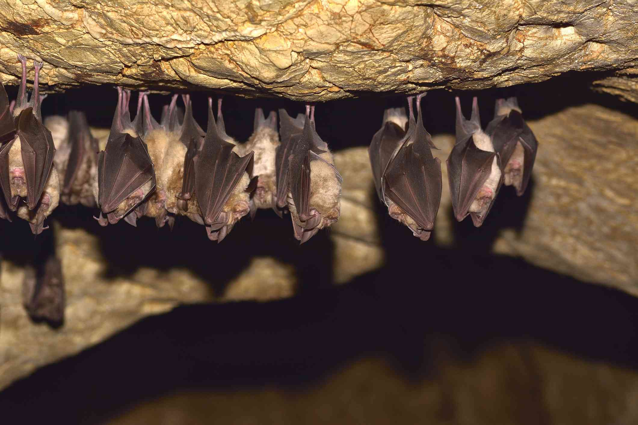 Murciélagos colgados en una cueva