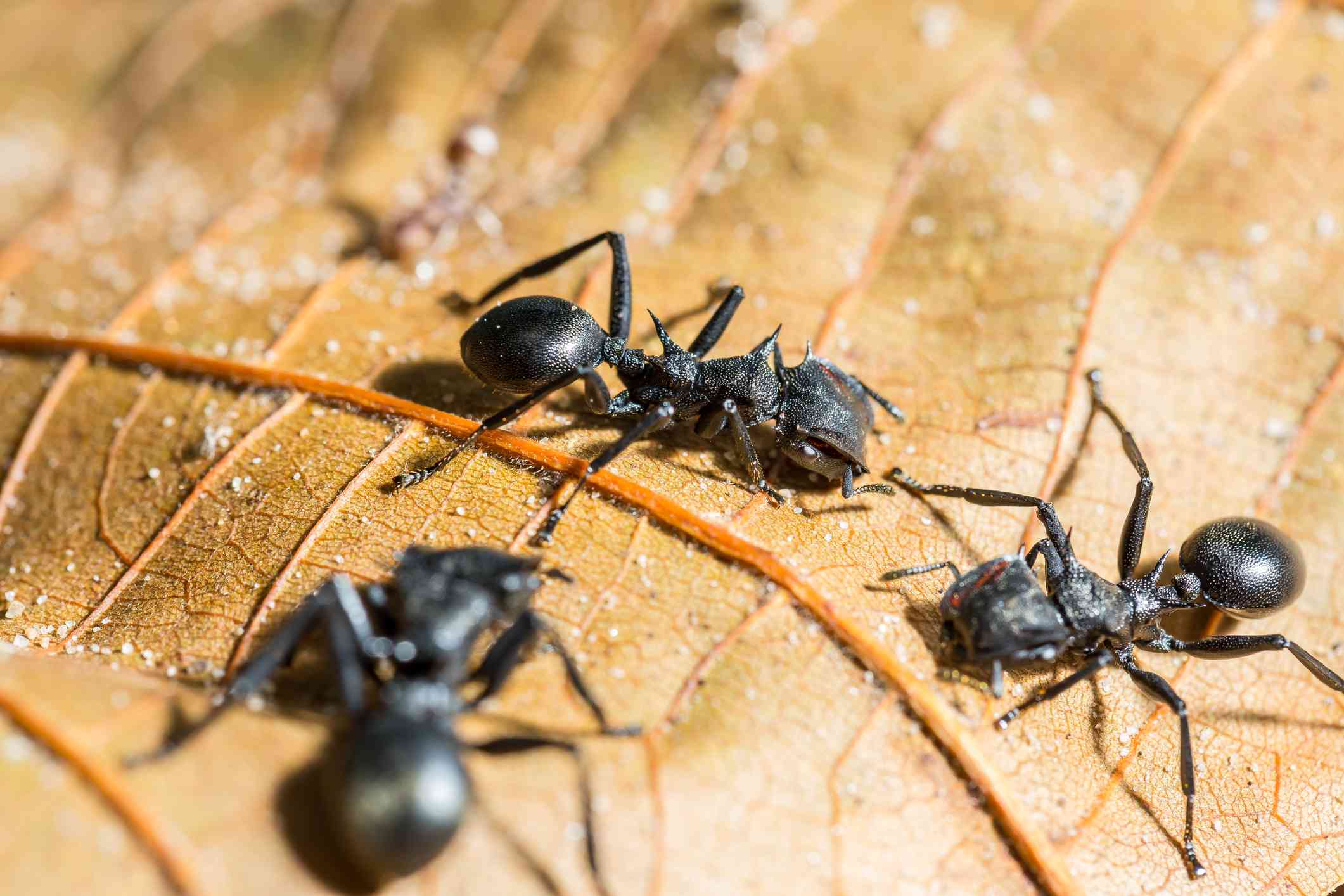 Tres hormigas bala negras sobre una hoja marrón