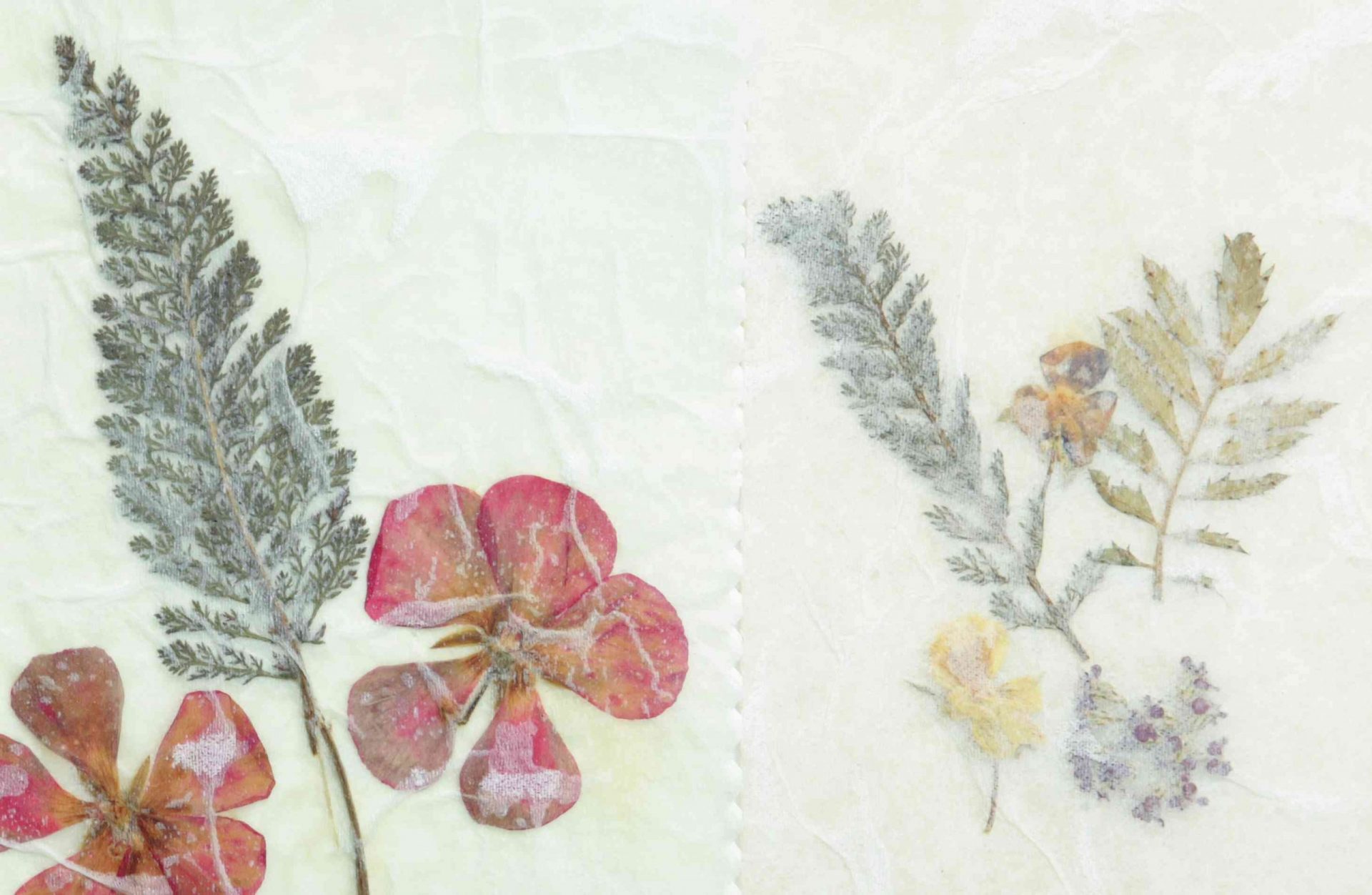 Papel pergamino de flores secas prensadas
