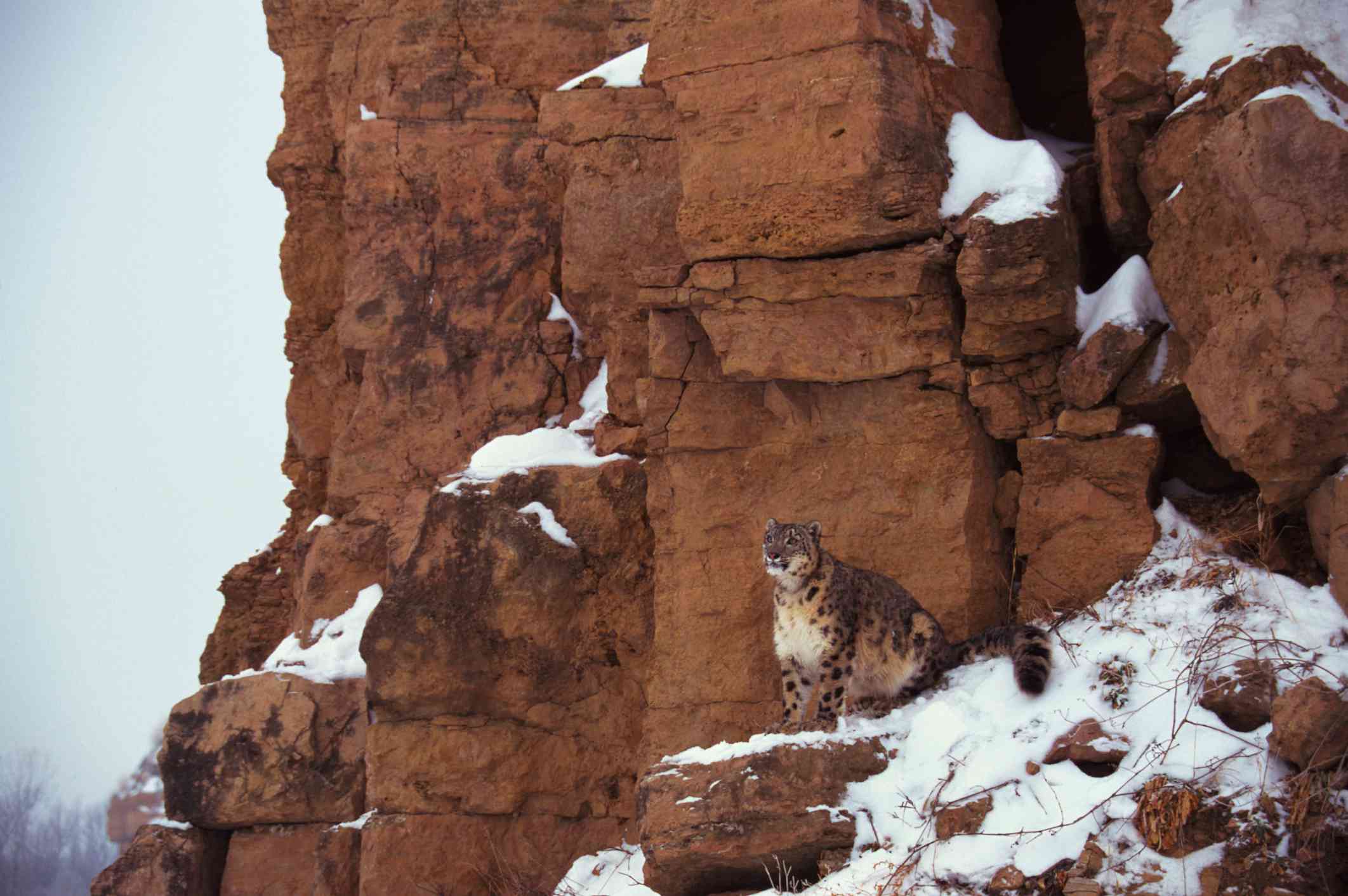 Un leopardo de las nieves escondido a plena vista en un acantilado de color rojizo