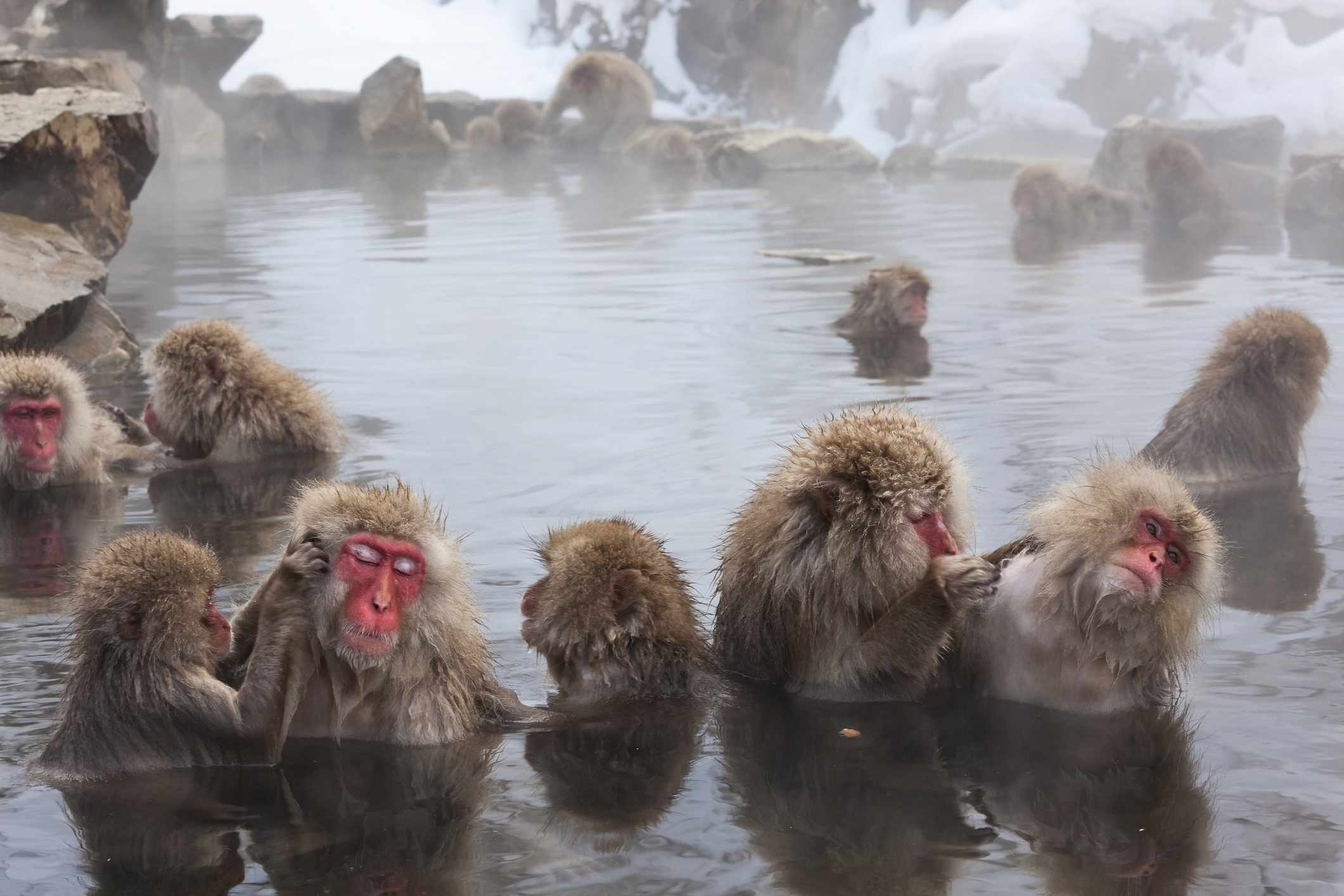 Macacos japoneses en un gran estanque caliente rodeado de nieve