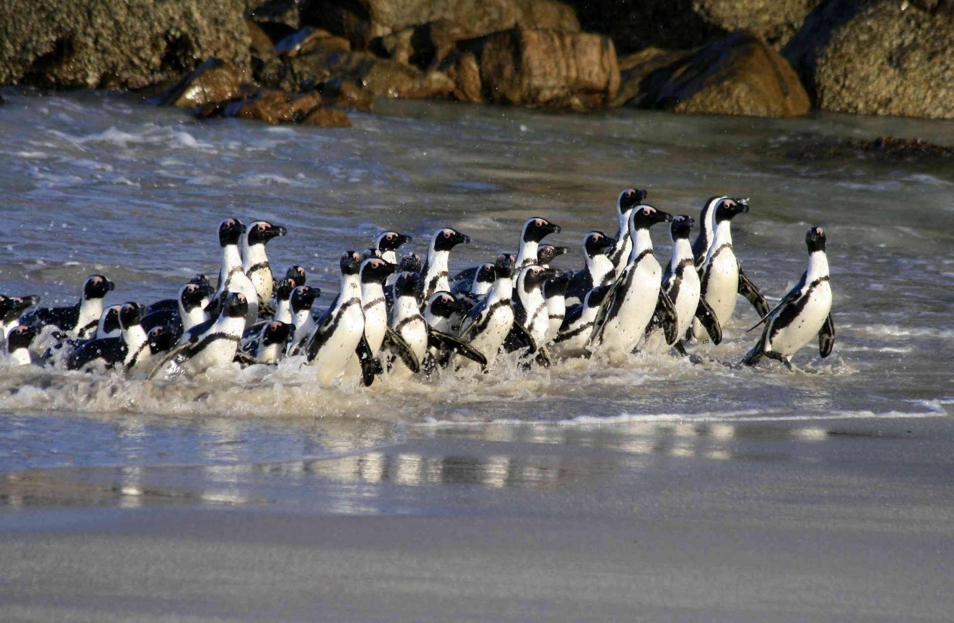 Pingüinos africanos en el agua en la playa de Boulders, Sudáfrica