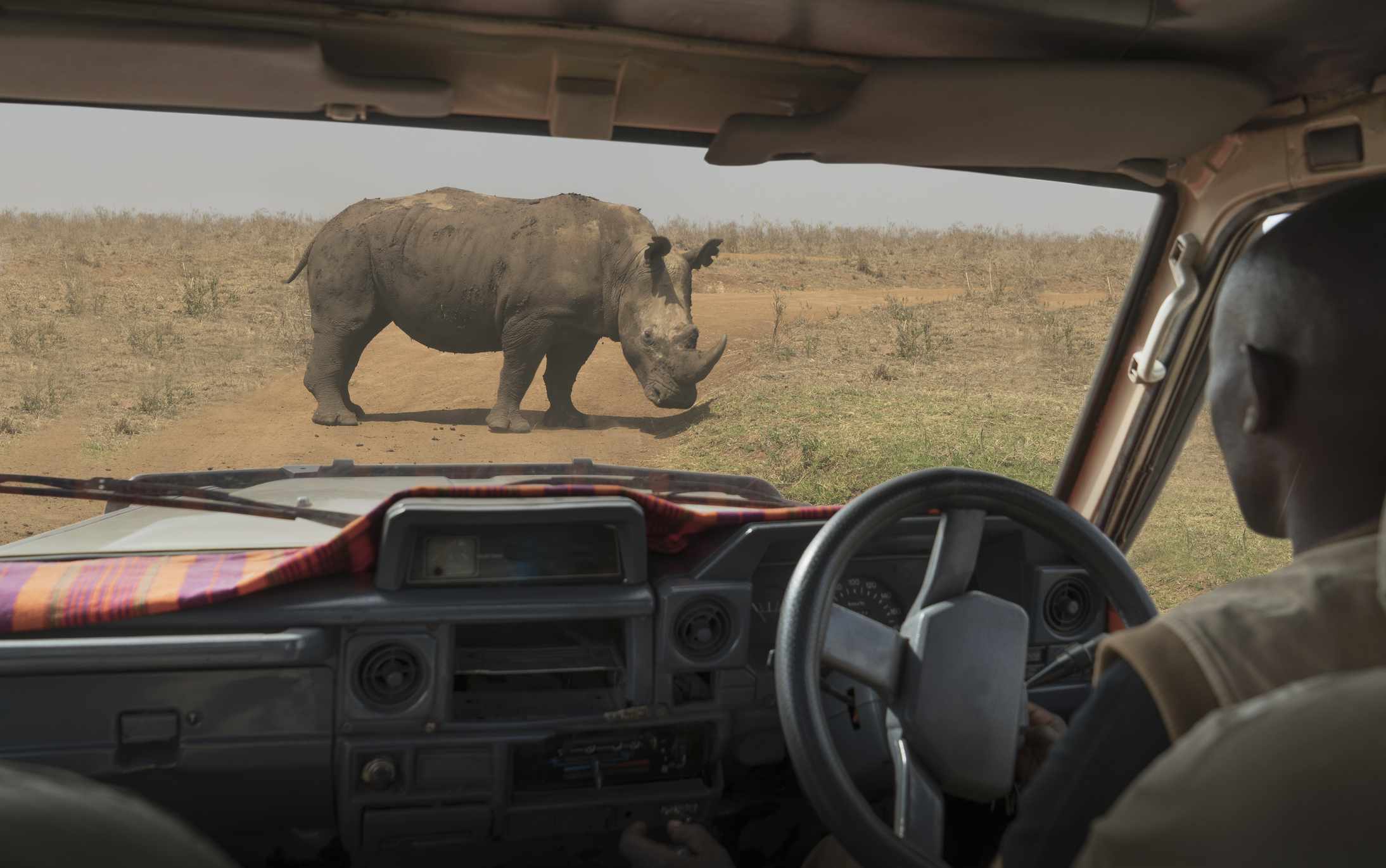 Rinoceronte negro pastando, Parque Nacional de Nairobi