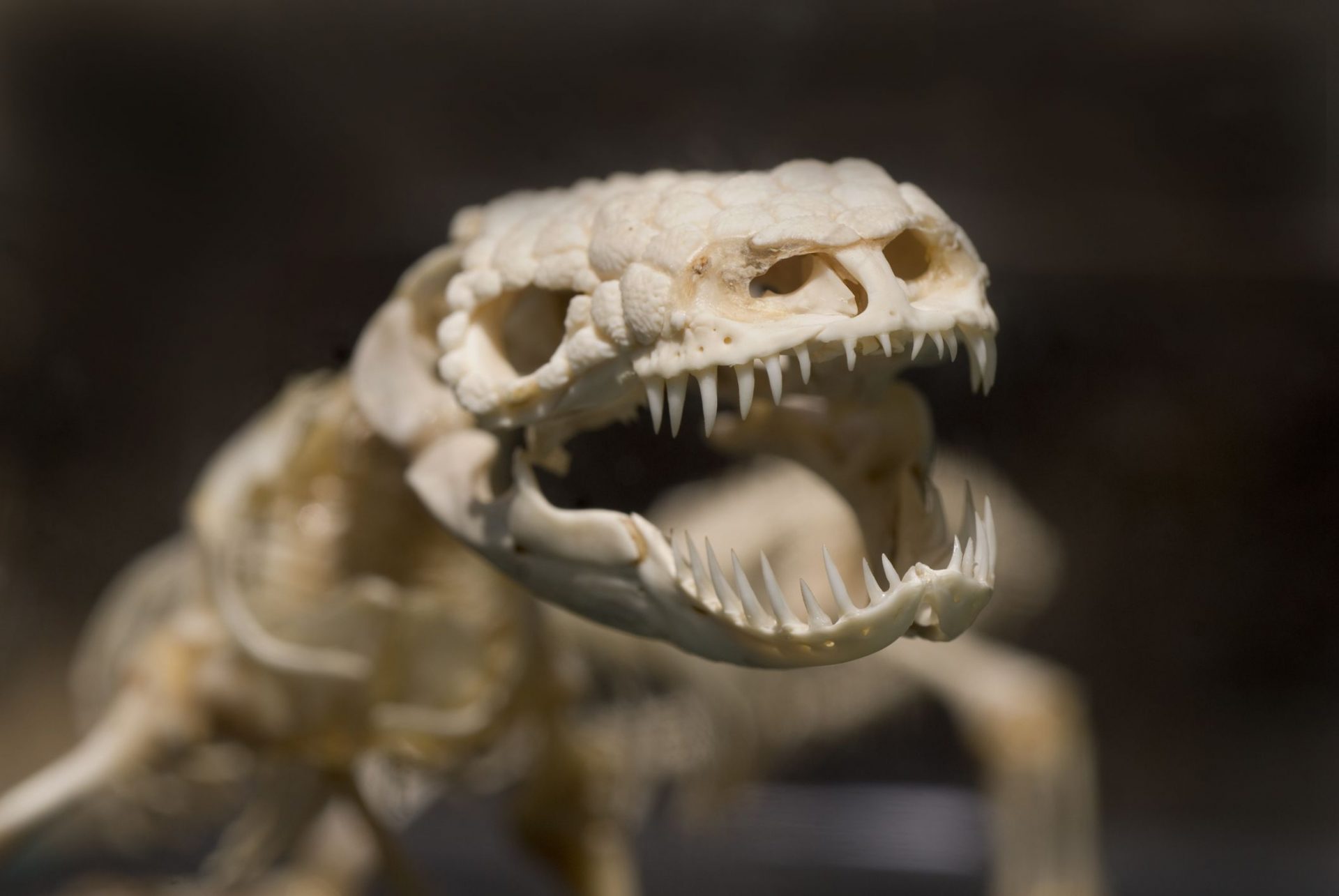 Esqueleto del Monstruo de Gila en exposición