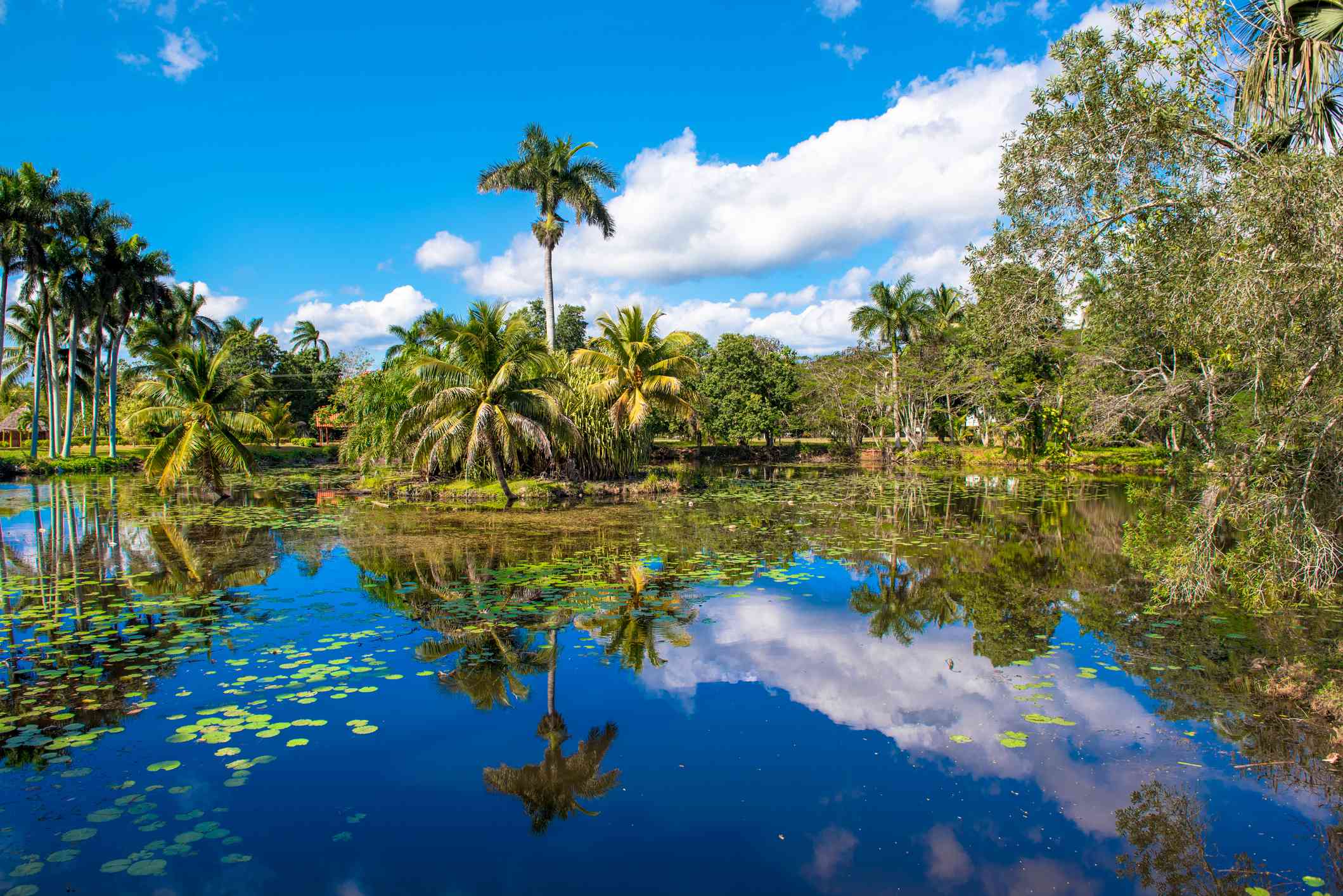 Cielo azul vibrante reflejado en el agua azul con plantas verdes de lirio en el agua rodeadas de palmeras y árboles de hoja perenne en la zona ecoturística de Ciénaga de Zapata