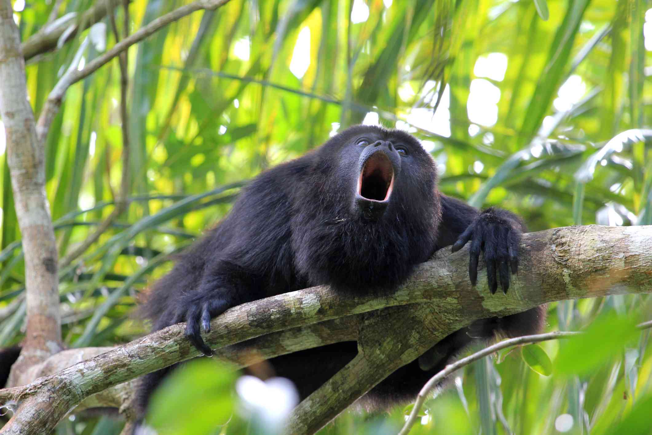 mono aullador colgado de la rama de un árbol con la boca abierta en un rugido