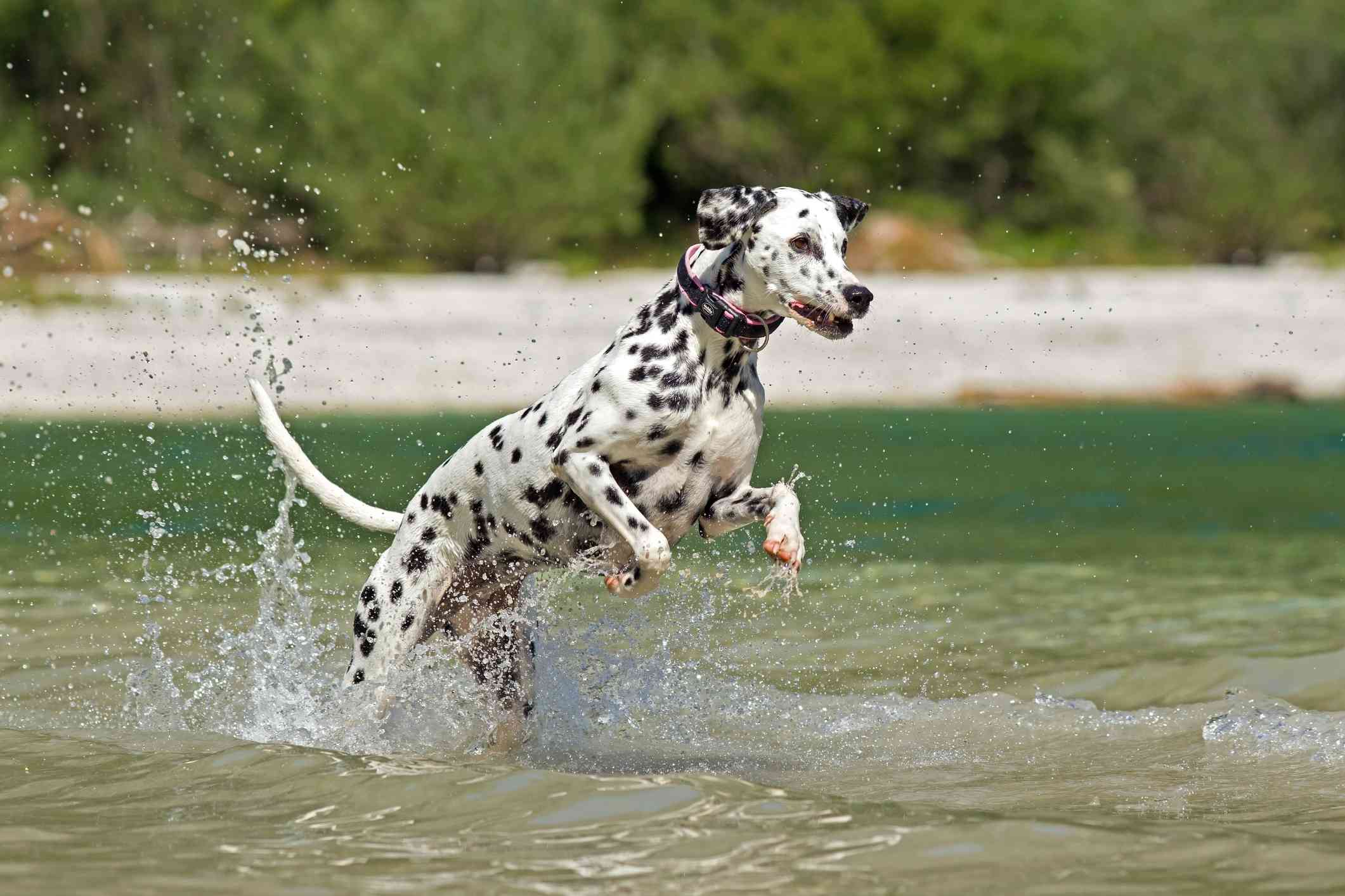 Dálmata saltando y jugando en el agua