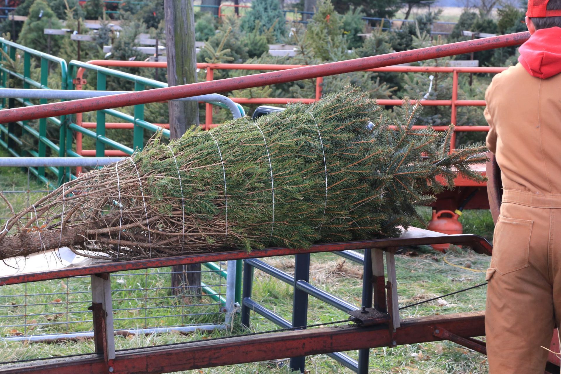 Árbol de hoja perenne envolviéndose para su uso en Navidad
