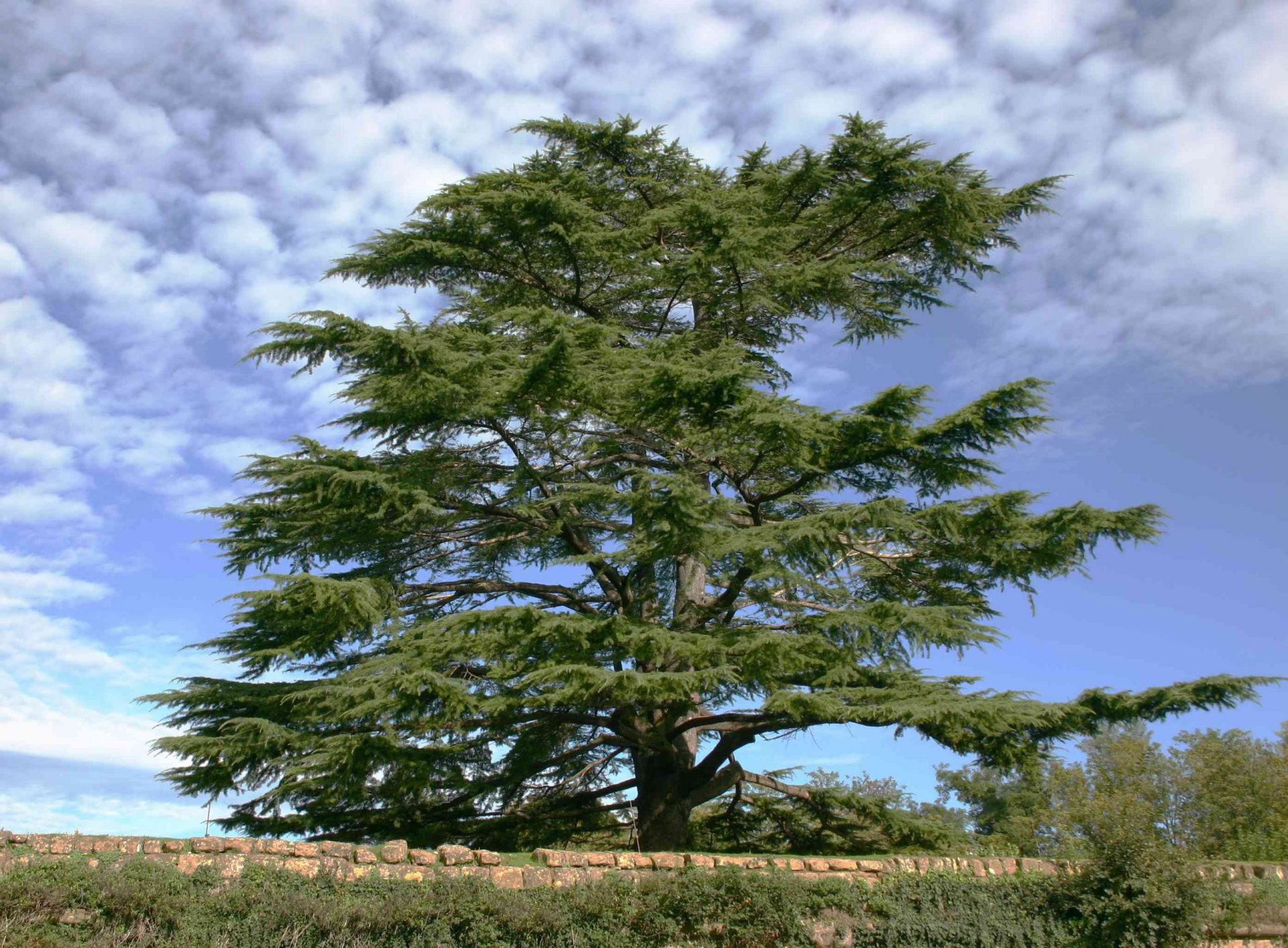 Un solo cedro en el Líbano contra un cielo azul nublado