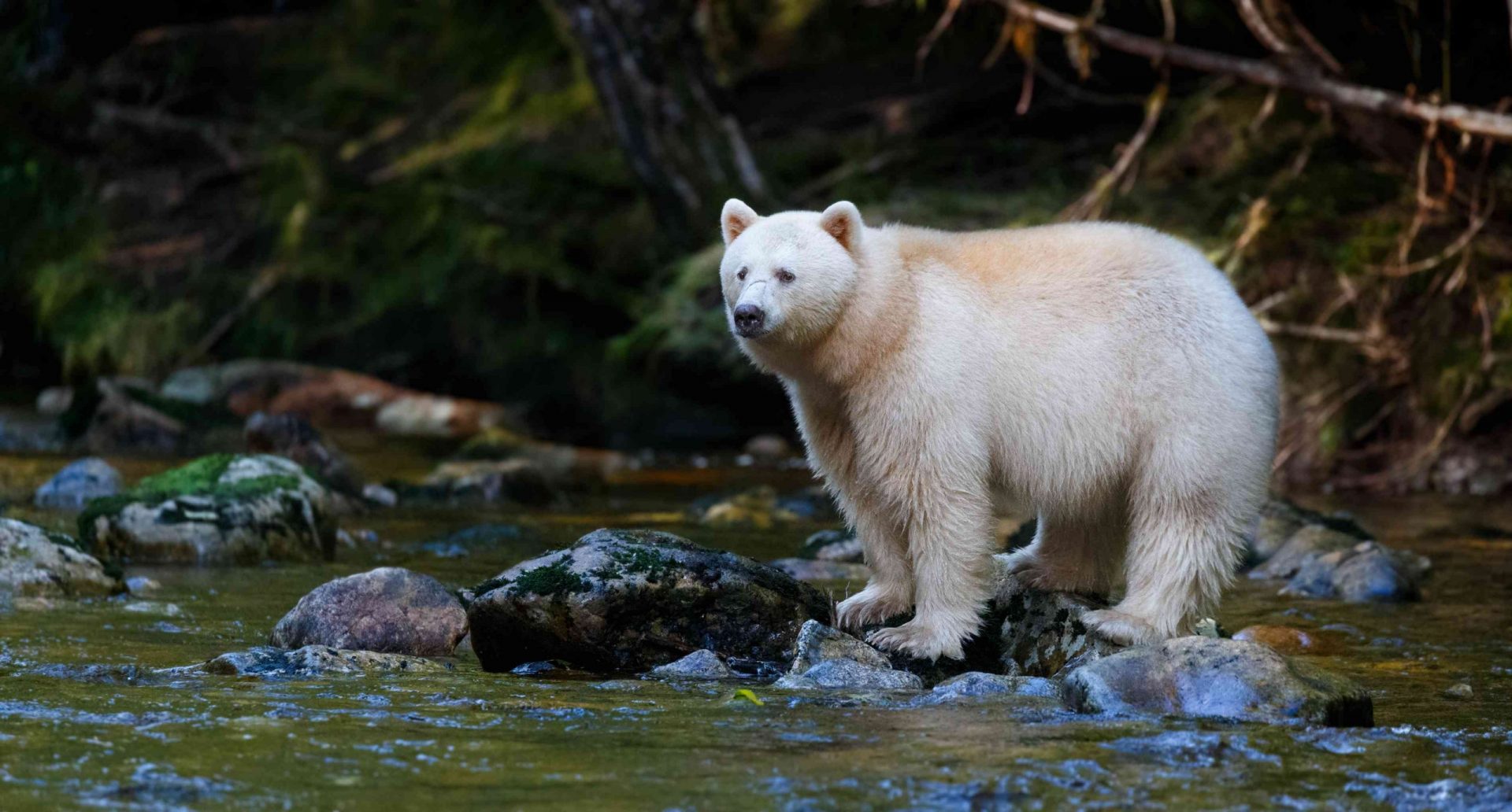 Un oso blanco Kermode o espíritu en la Columbia Británica de pie sobre unas rampas en un arroyo