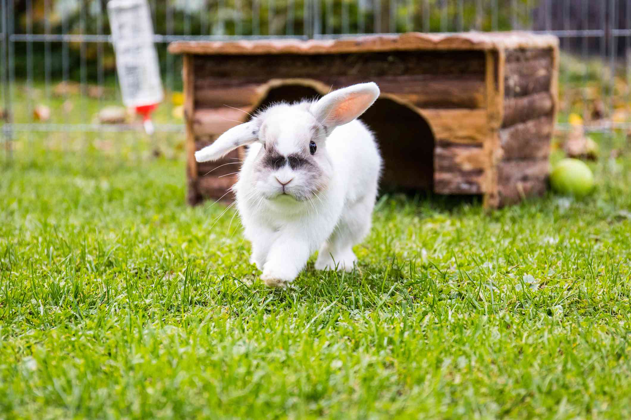 Conejo corriendo en un recinto exterior