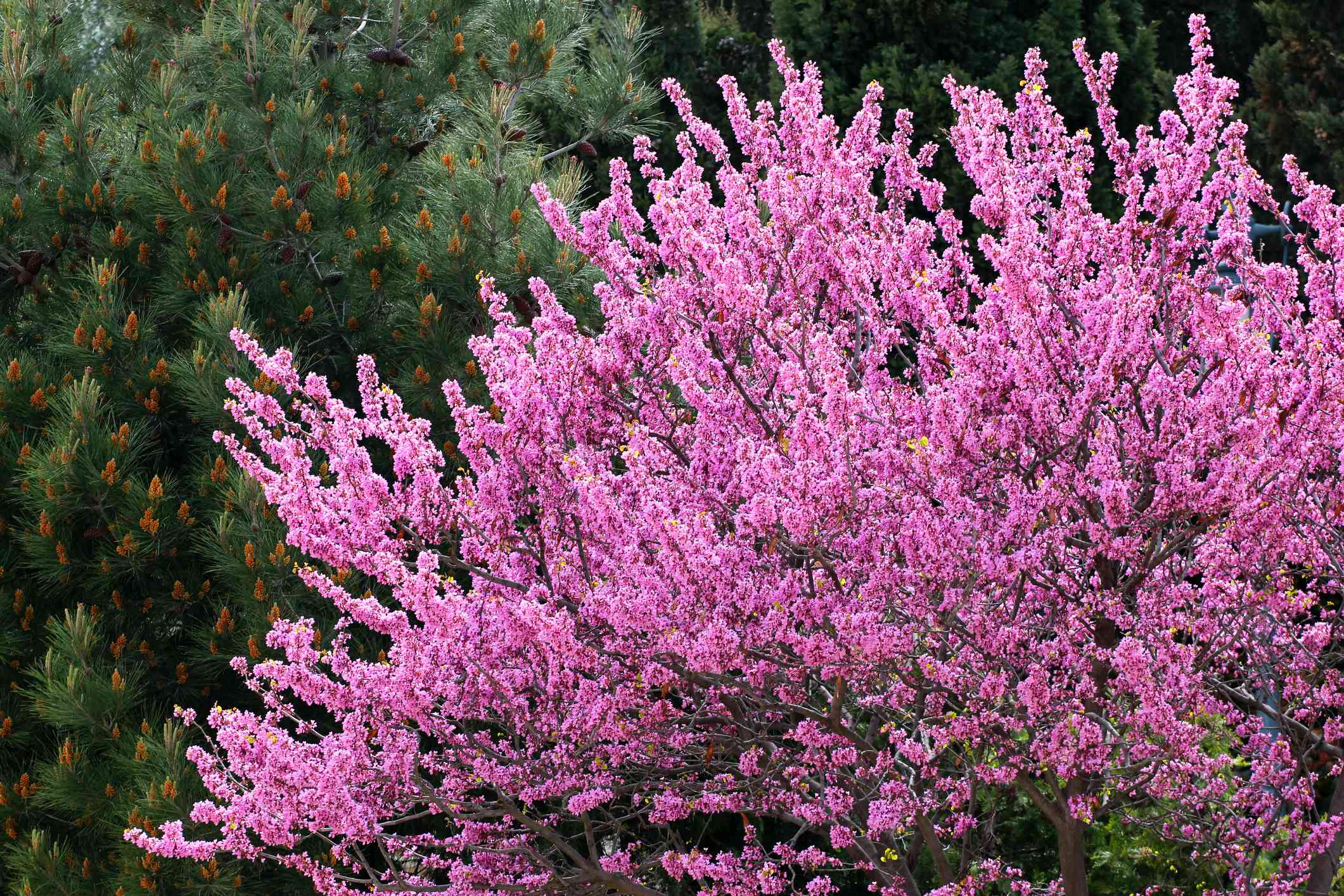 Redbud del Este con flores rosas contra el árbol de hoja perenne