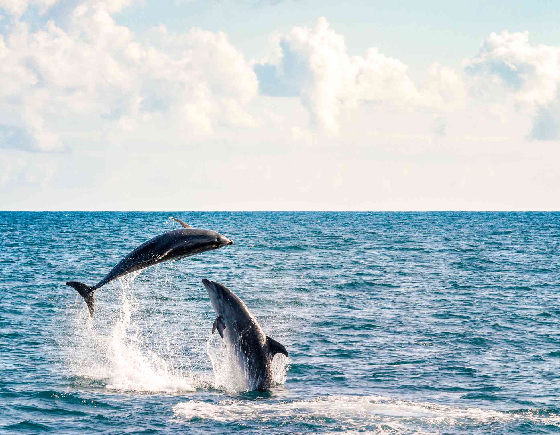 Dos delfines mulares saltando fuera del agua y jugando