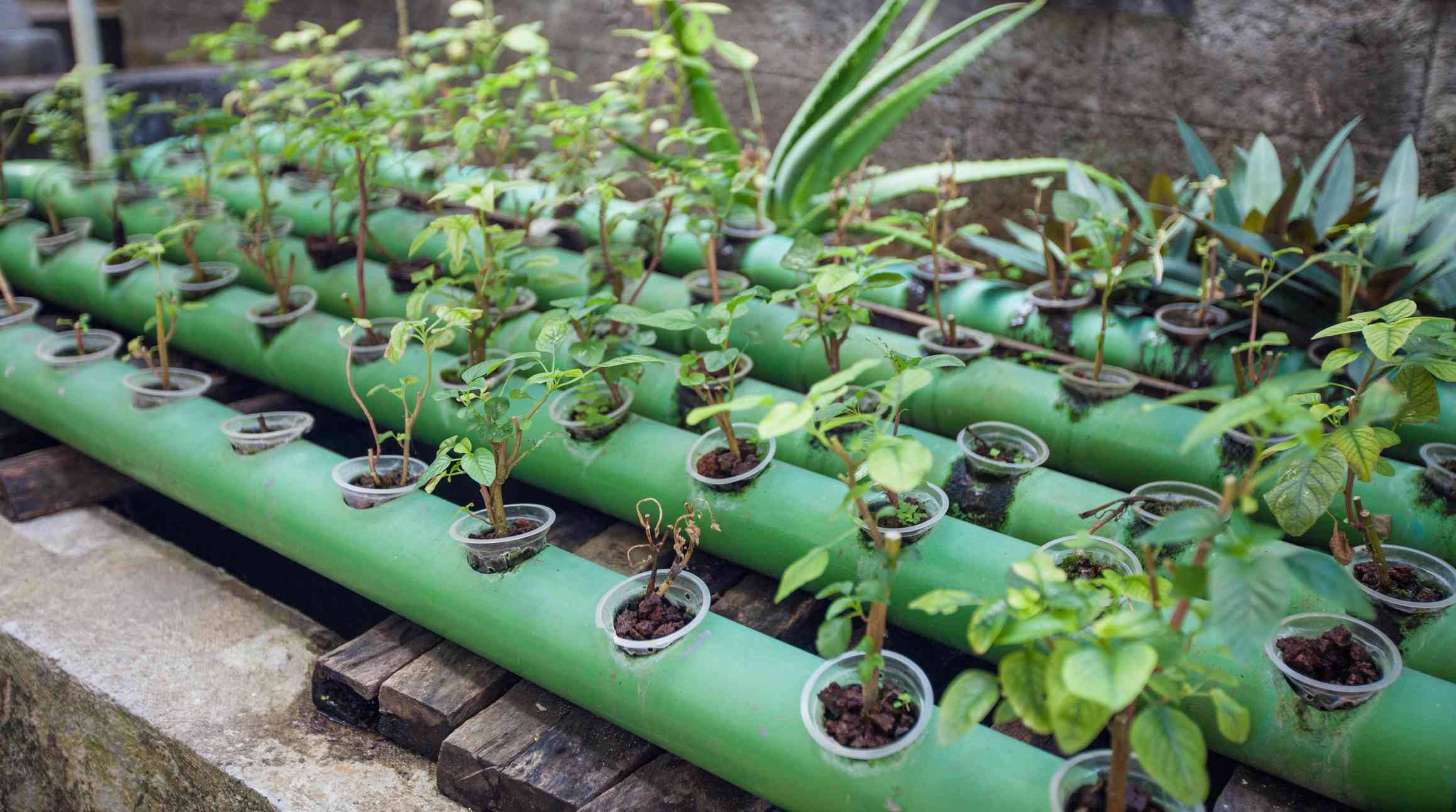 Plantas de acuaponía creciendo en tubos