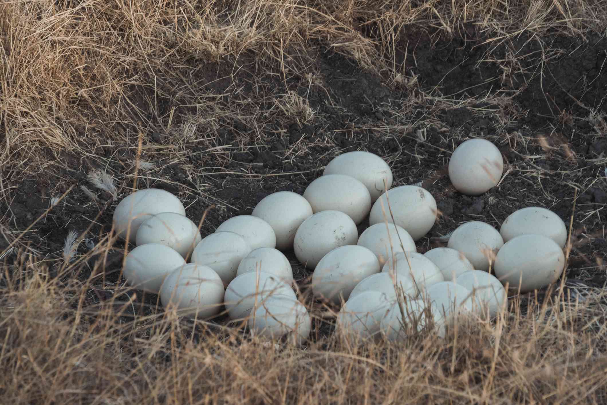 Primer plano de huevos de avestruz en un nido poco profundo
